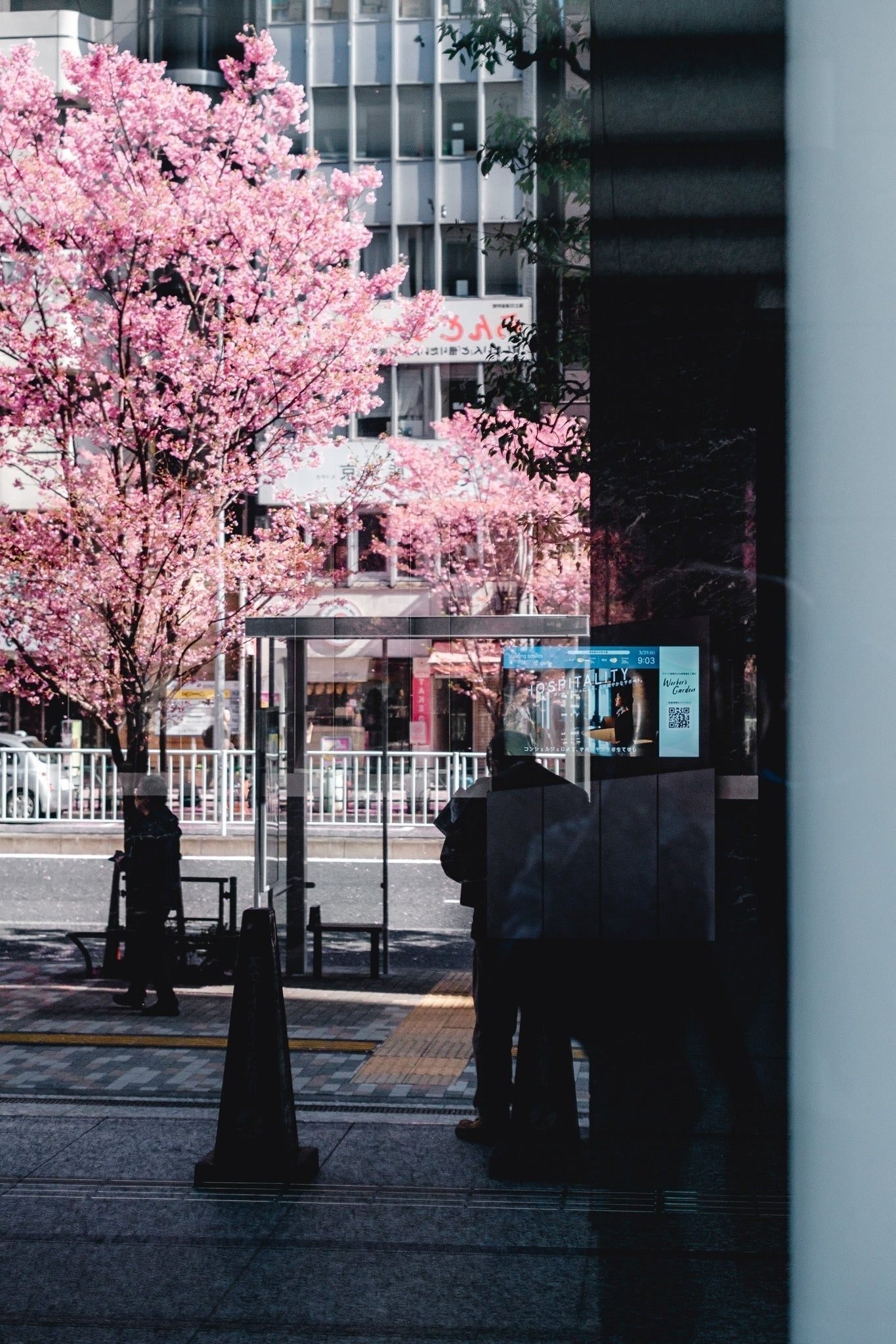 明治通りと陽光桜【写真15枚】｜Nocchi(のっち)