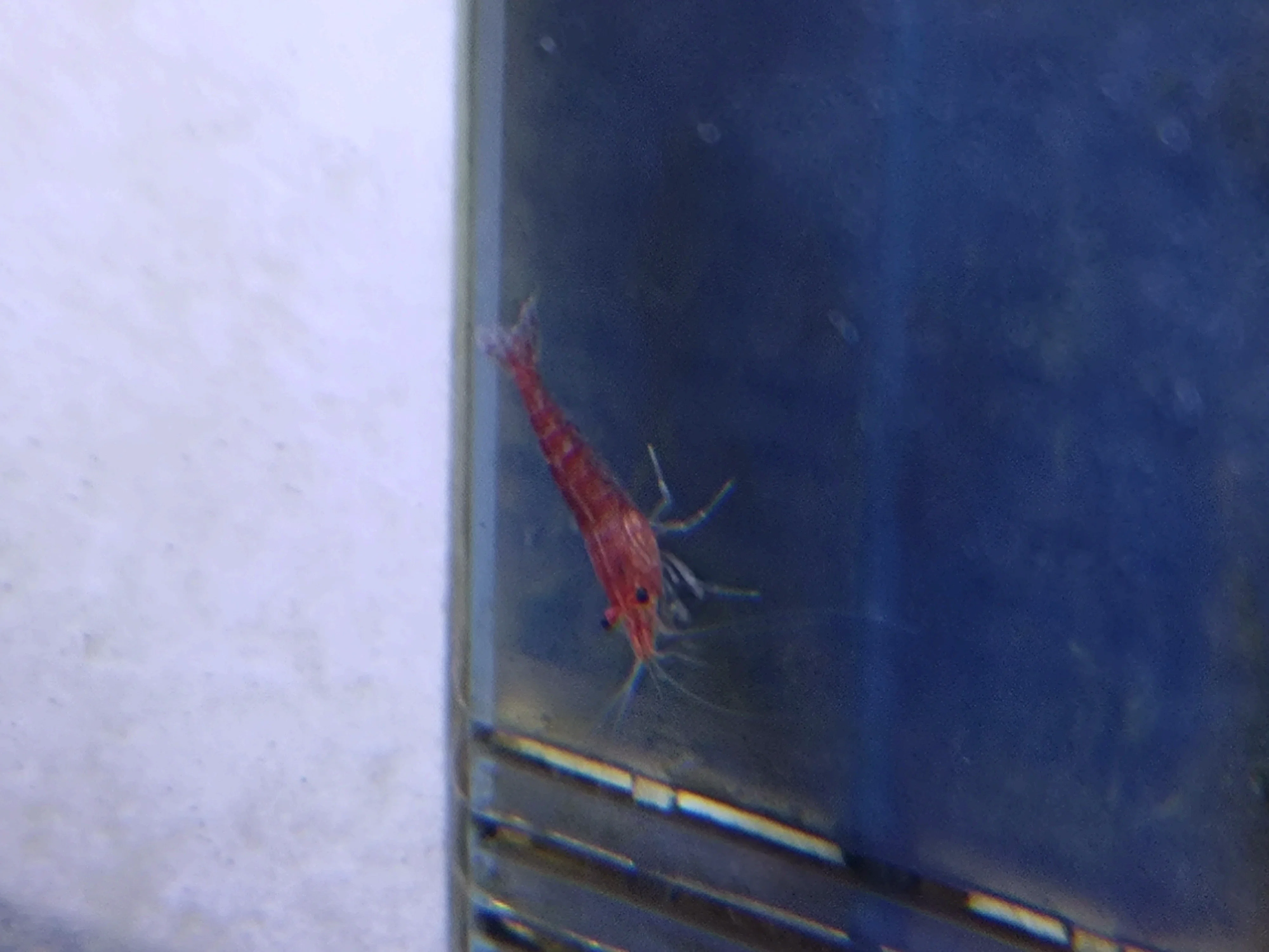 お家で、カワイイ えびちゃん(レッドビーシュリンプ)を飼ってみませ お家で、カワイイ えびちゃん(レッドビーシュリンプ)を飼ってみませ