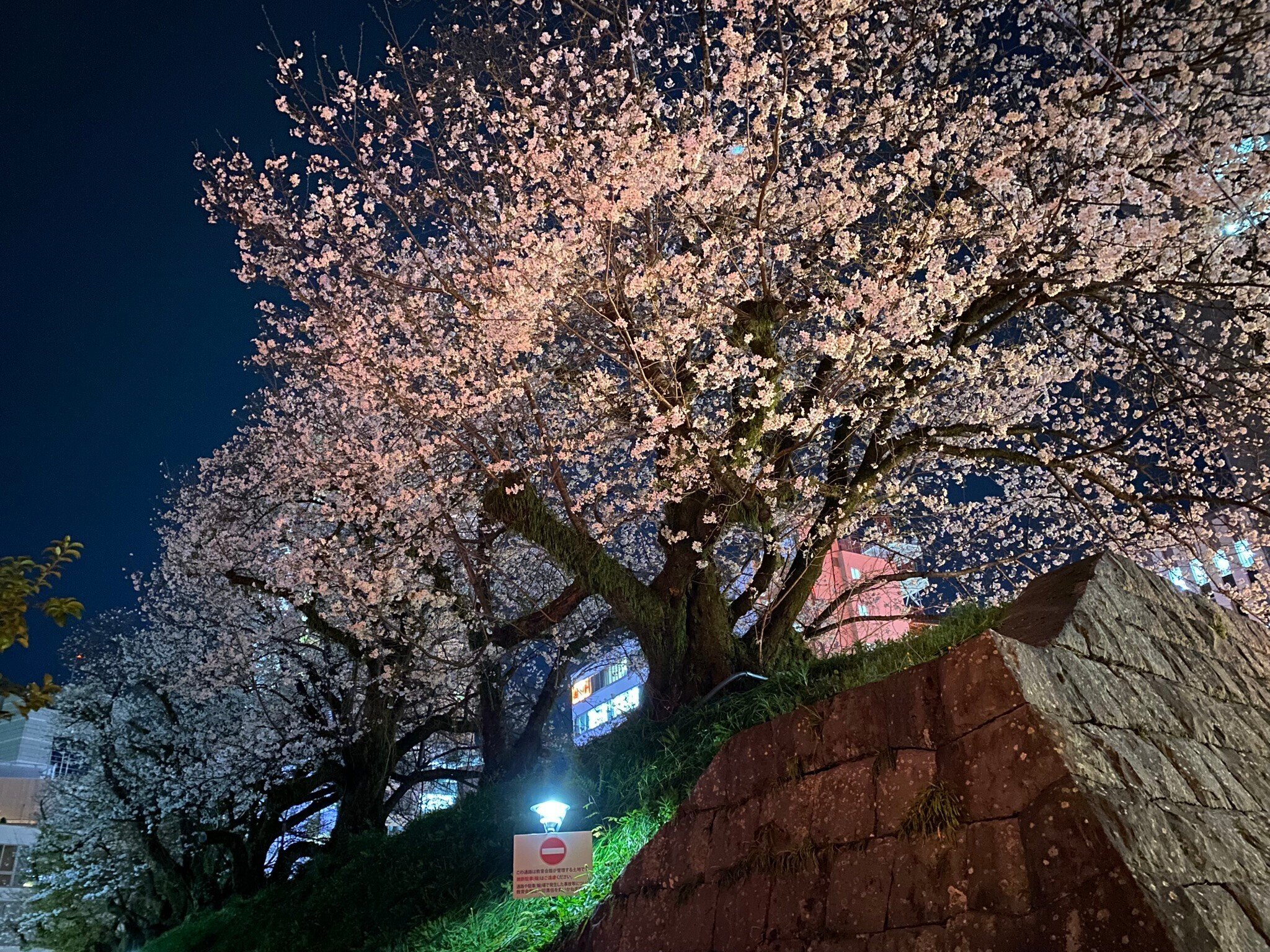 ちよこほんやさま専用♡高品質 とてもとても美しい桜瑪瑙のバングル ちよこほんやさま専用♡高品質 とてもとても美しい桜瑪瑙のバングル ちよこ