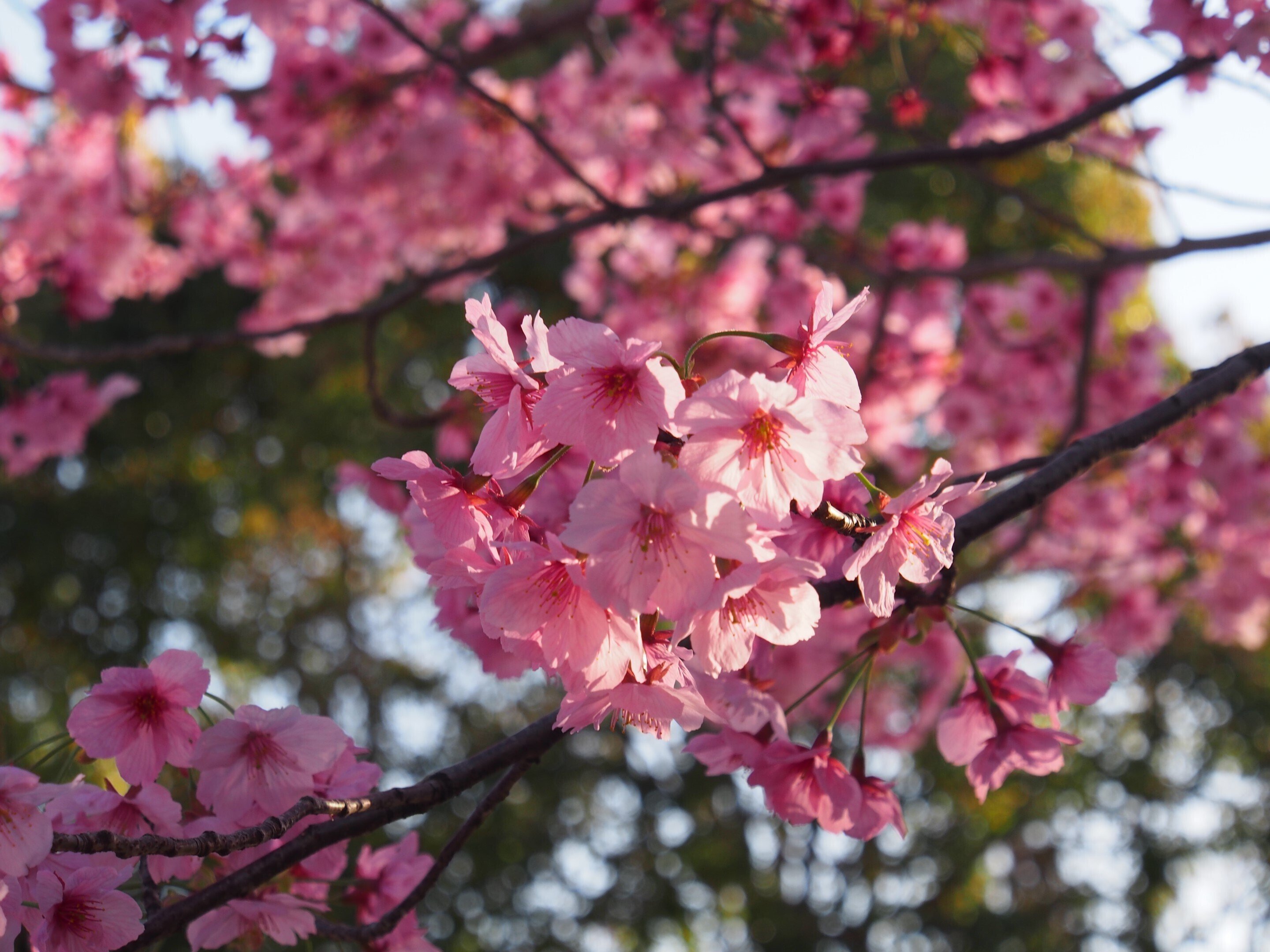 池田市 渋谷公園2024年4月1日【陽光桜】｜レタス