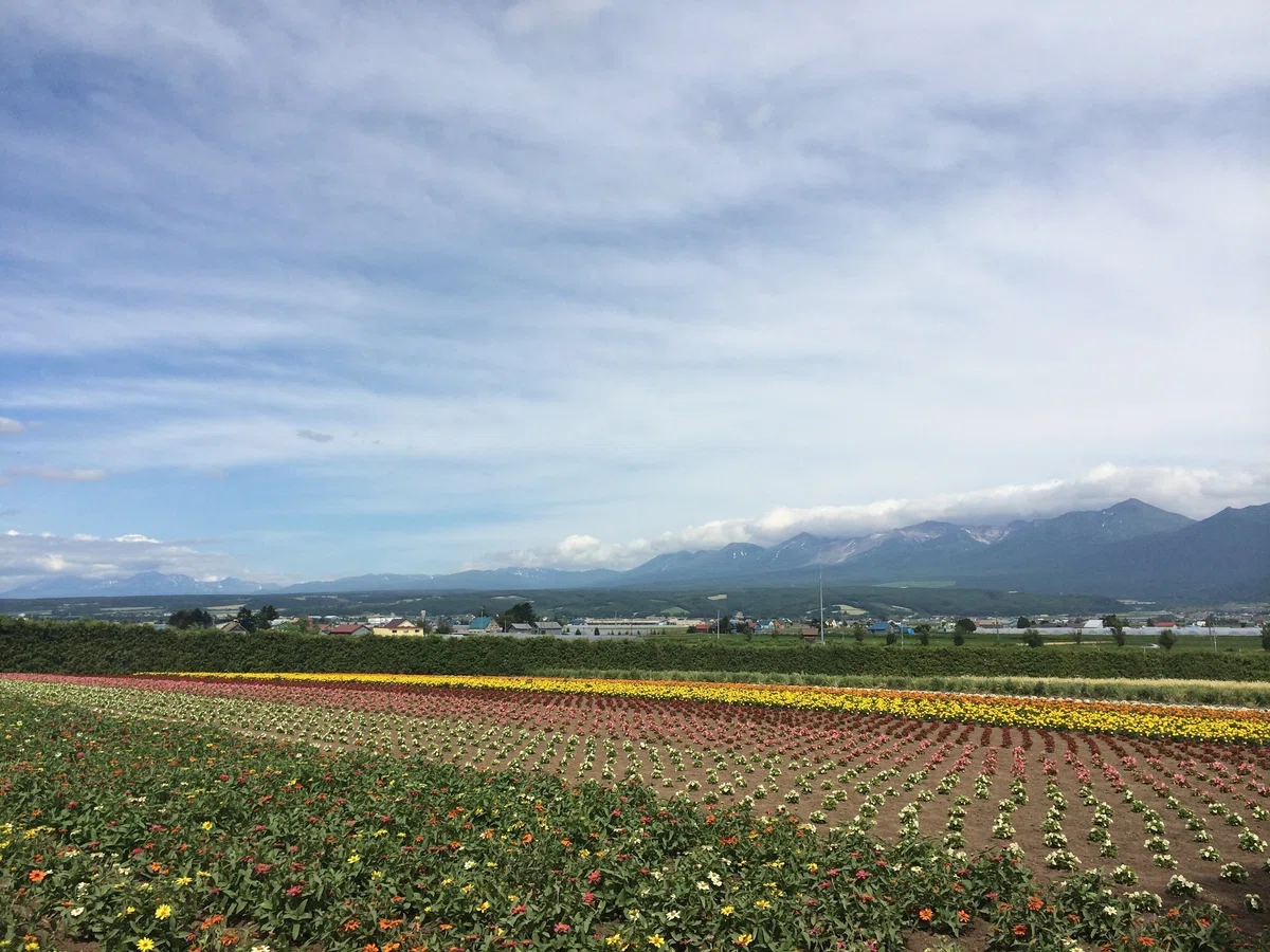 一面の花畑と遠くに山の景色が見える.