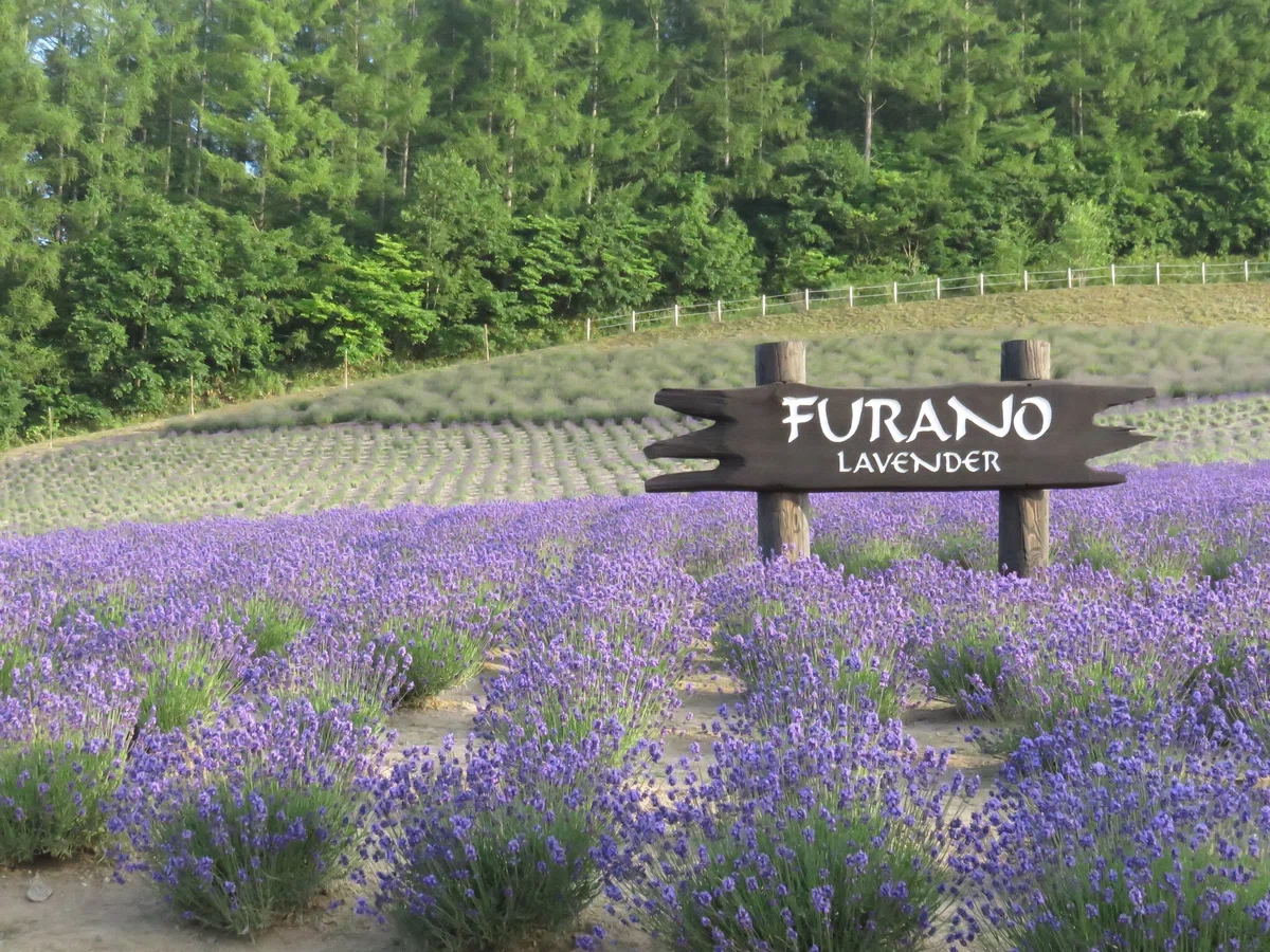 一面のラベンダー畑に「FURANO LAVENDAR」の看板が設置されている様子.