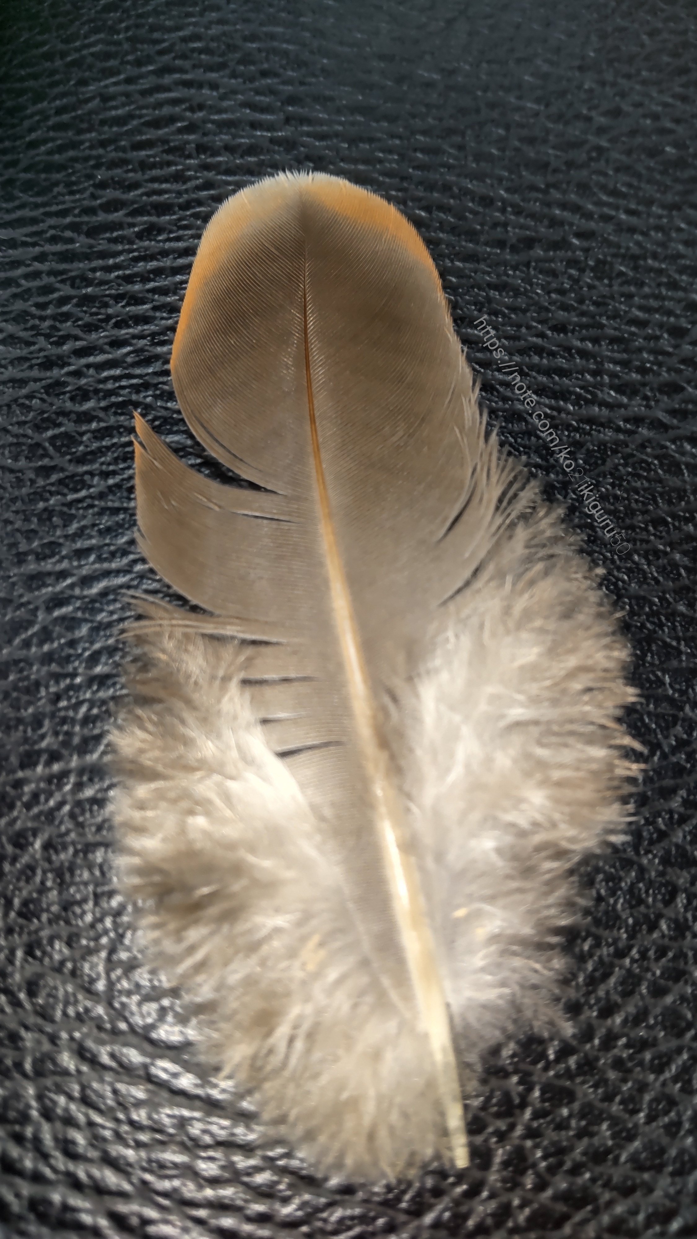 私の羽根コレクション3選｜いきものぐるり