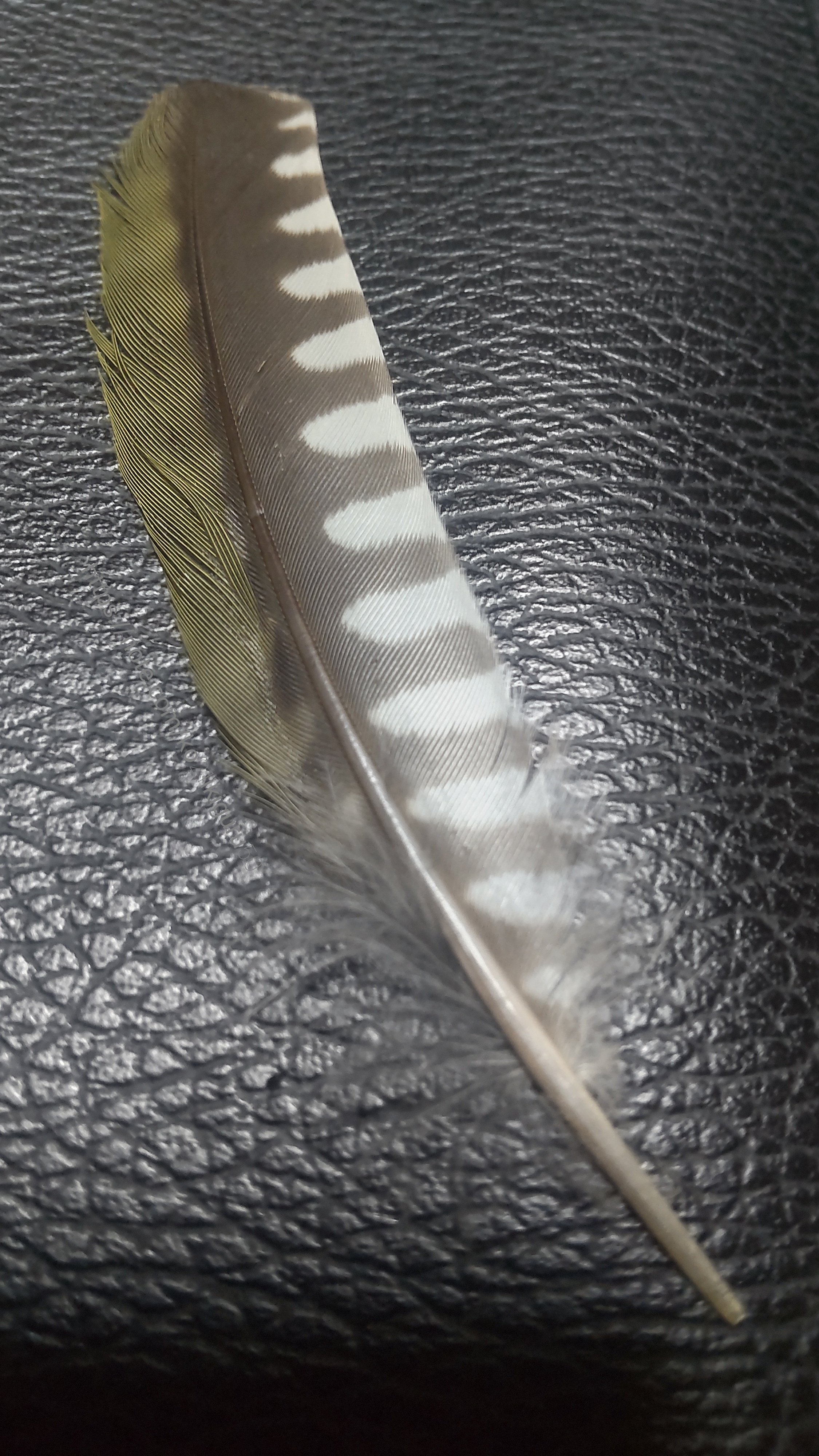 野鳥の羽根 アオゲラ 羽根 アオゲラの羽標本（初列風切、次列風切、三列風切、尾羽、雨覆、上尾筒