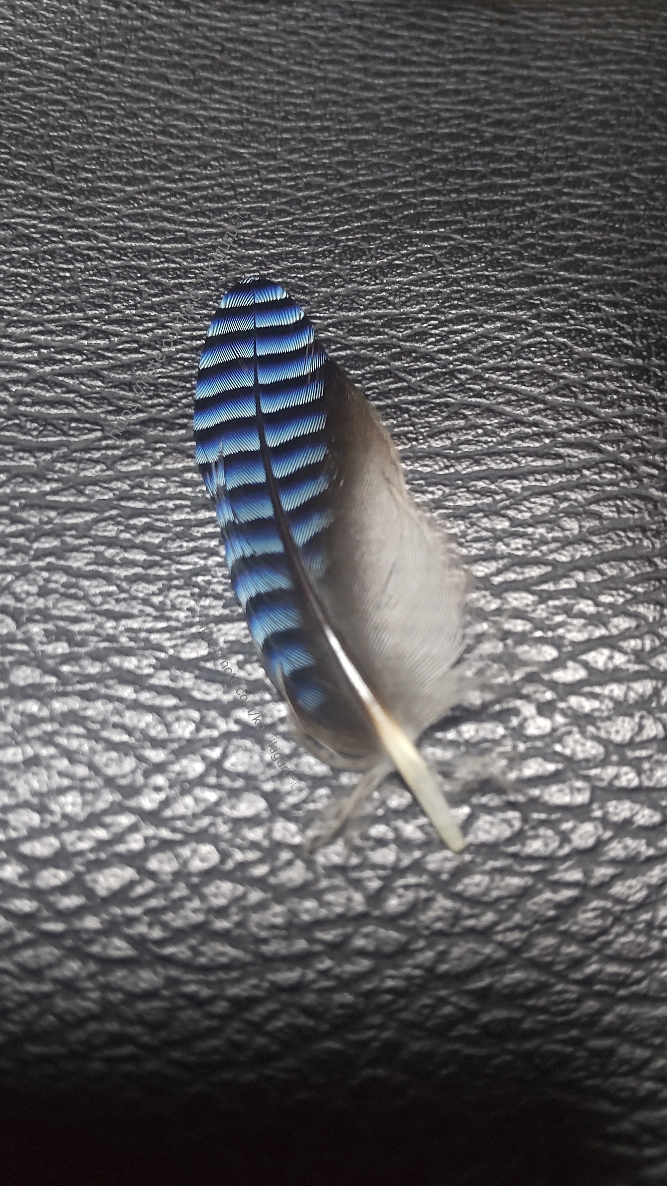 私の羽根コレクション3選｜いきものぐるり