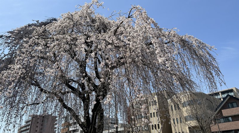 ソメイヨシノはまだですが・・・枝垂桜は満開🌸