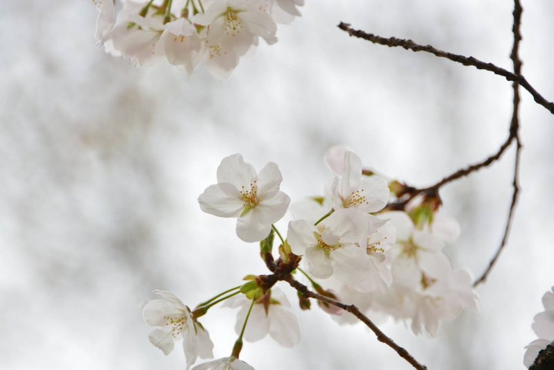 今年もようやく桜の季節、日本人のDNAには「桜を待ちわびる」「桜を愛でる」遺伝子が刻まれていると思う