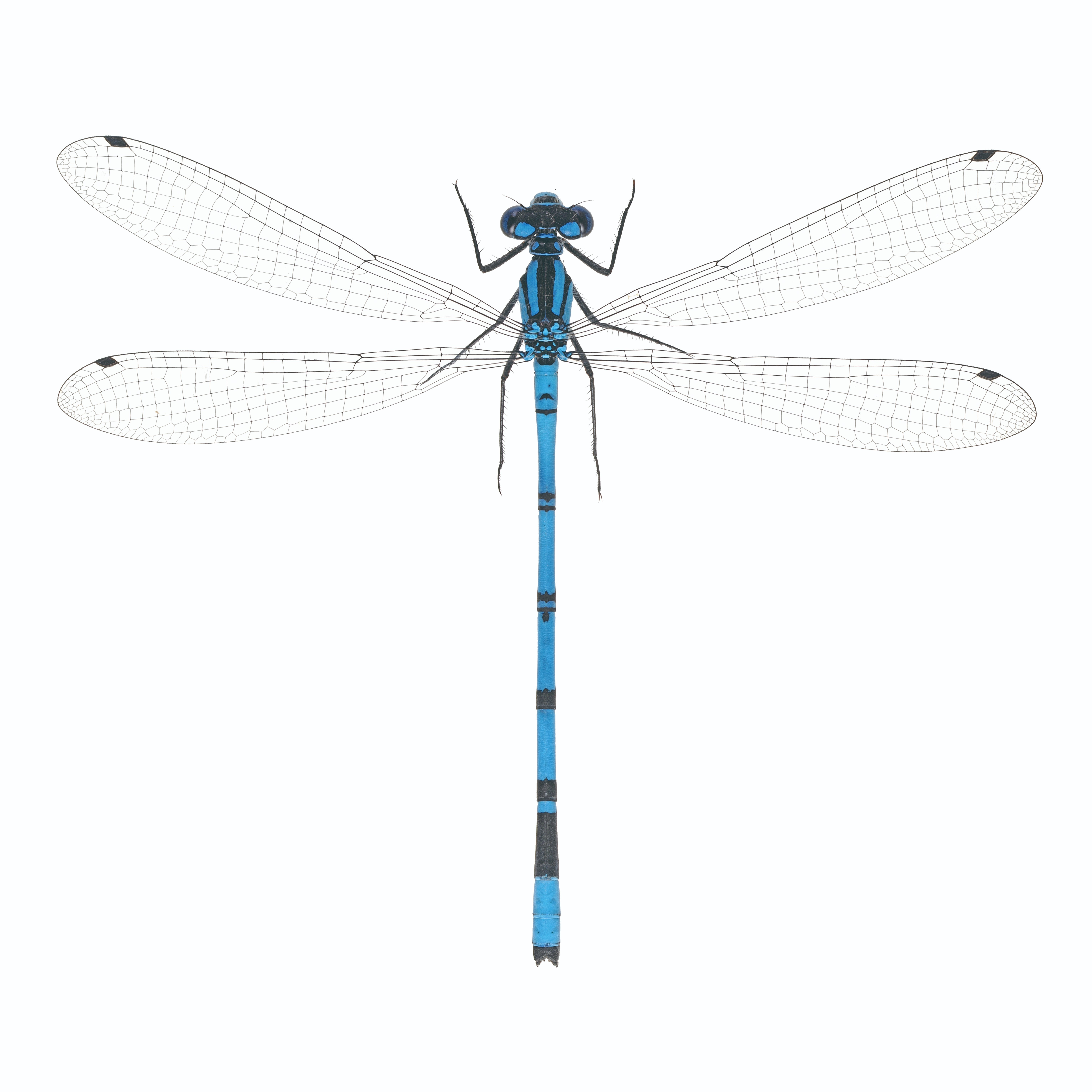 届け！ トンボハンドブック｜ブンイチ（文一総合出版）