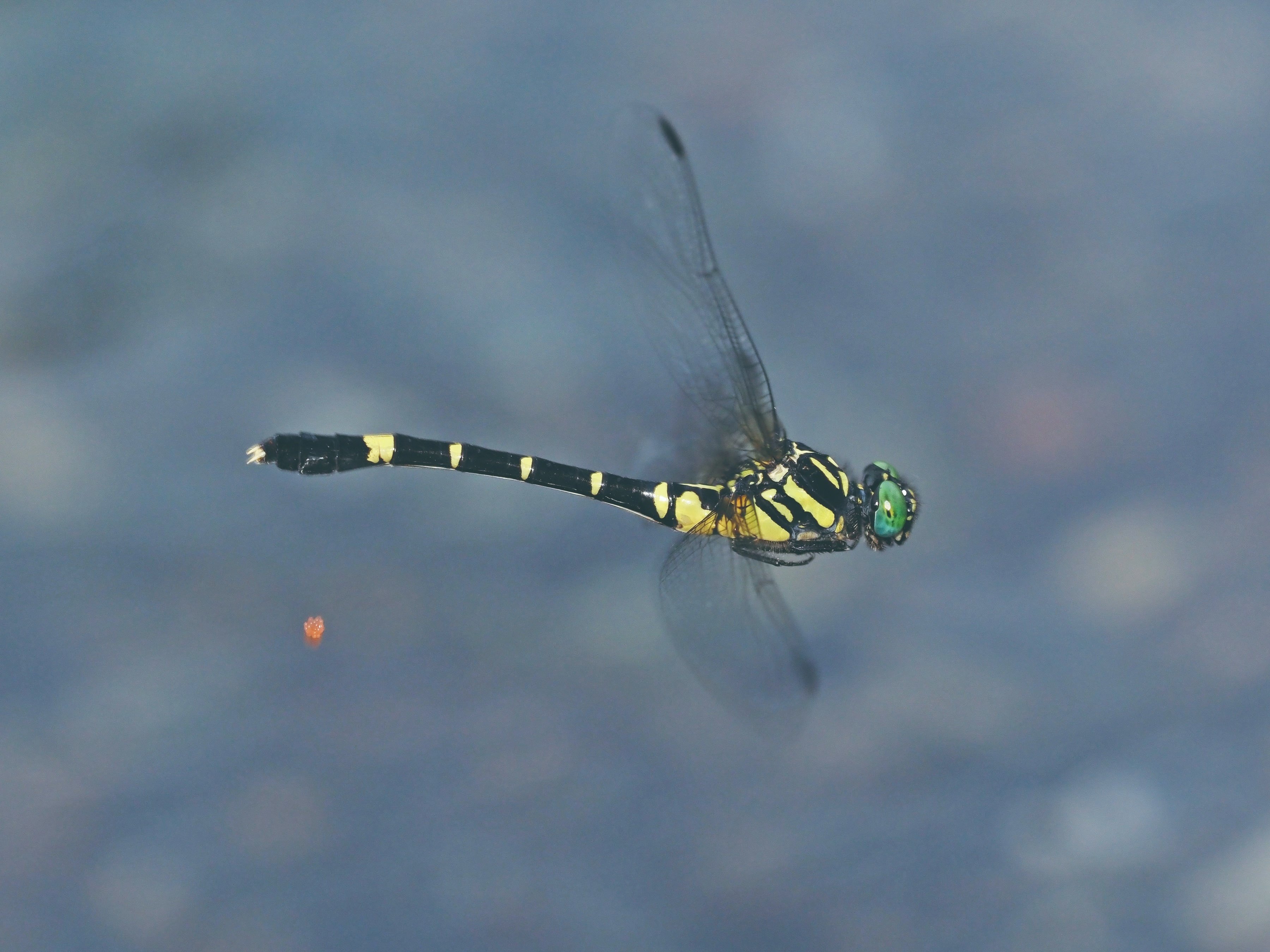 届け！ トンボハンドブック｜ブンイチ（文一総合出版）