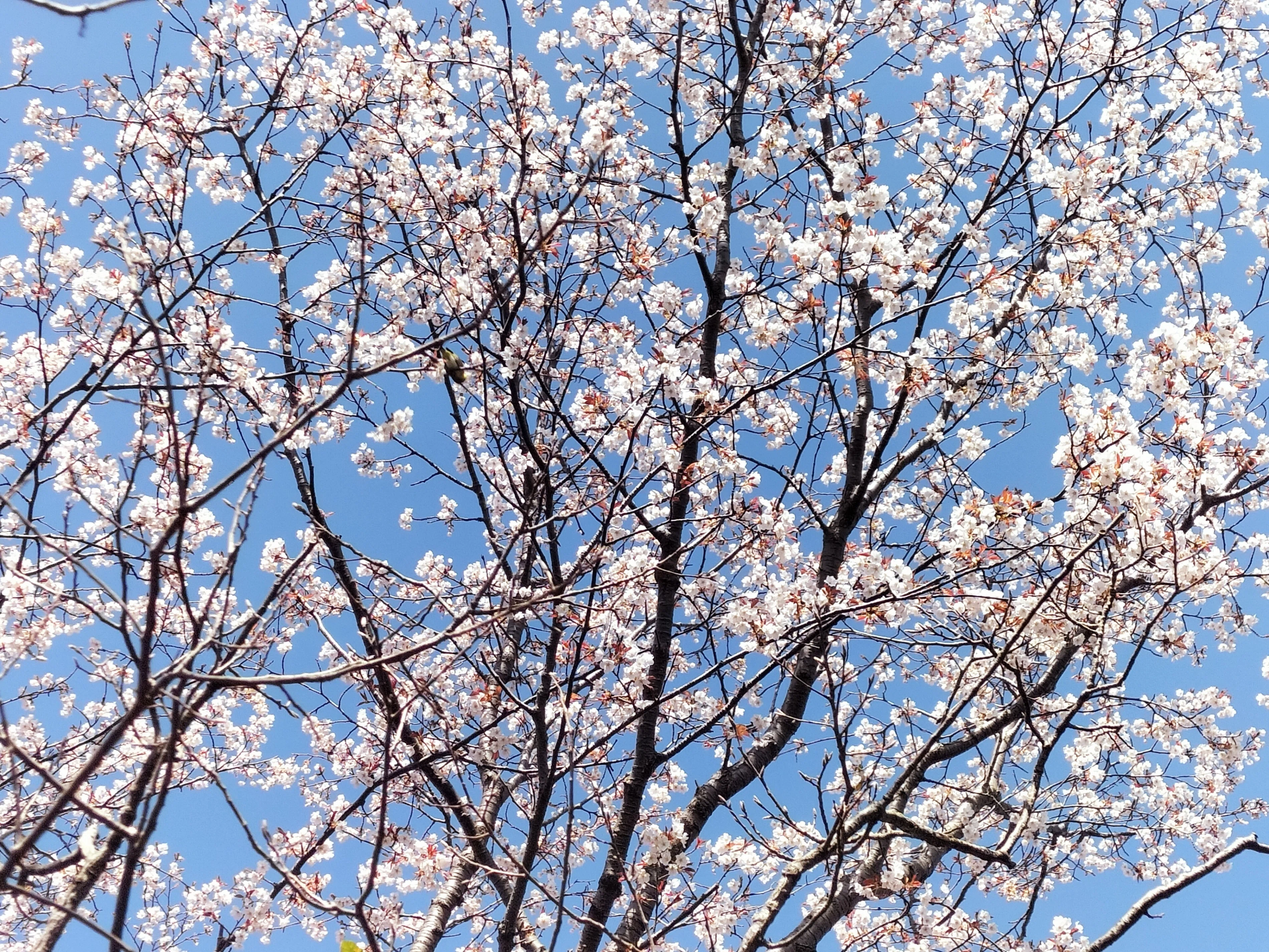 SPRING JOY2🌸桜とタラの芽｜vincent-tenihore
