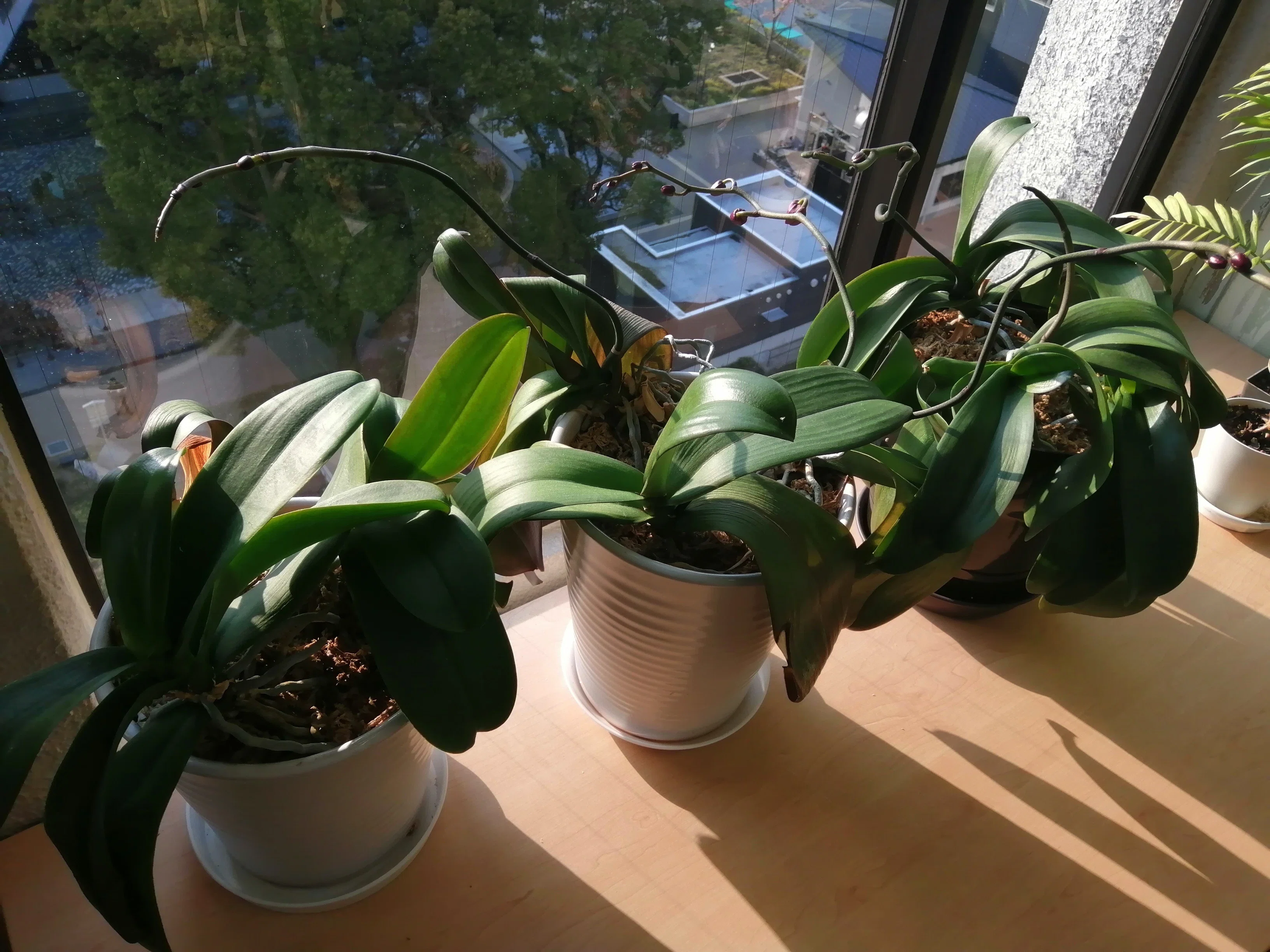3年前にもらった蘭が3度目の開花！しました｜ADPUB