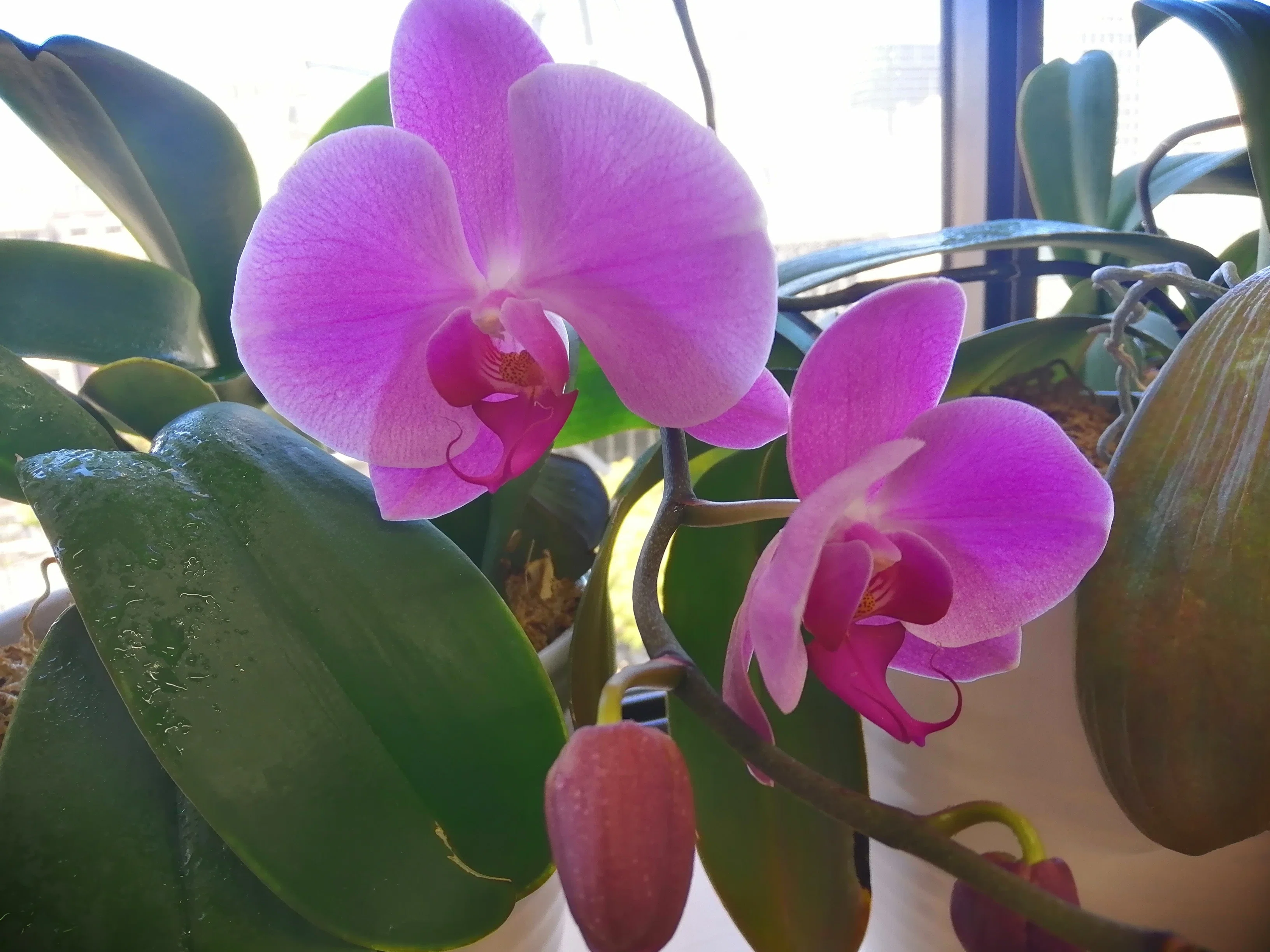 3年前にもらった蘭が3度目の開花！しました｜ADPUB