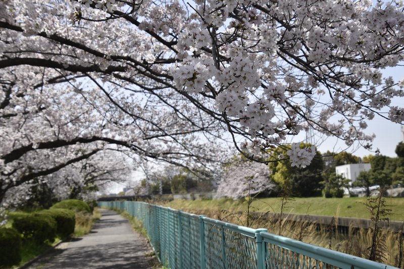 旧猪名川堤防緑道帯の桜