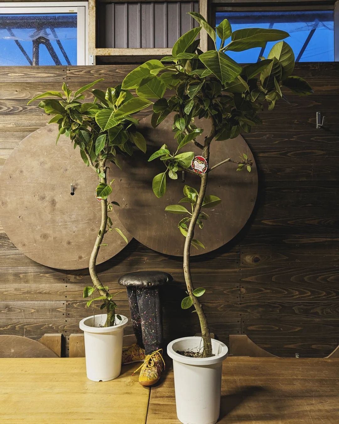 入荷情報（観葉植物編）2024.3.29 ～｜グリーンセンター芳樹園