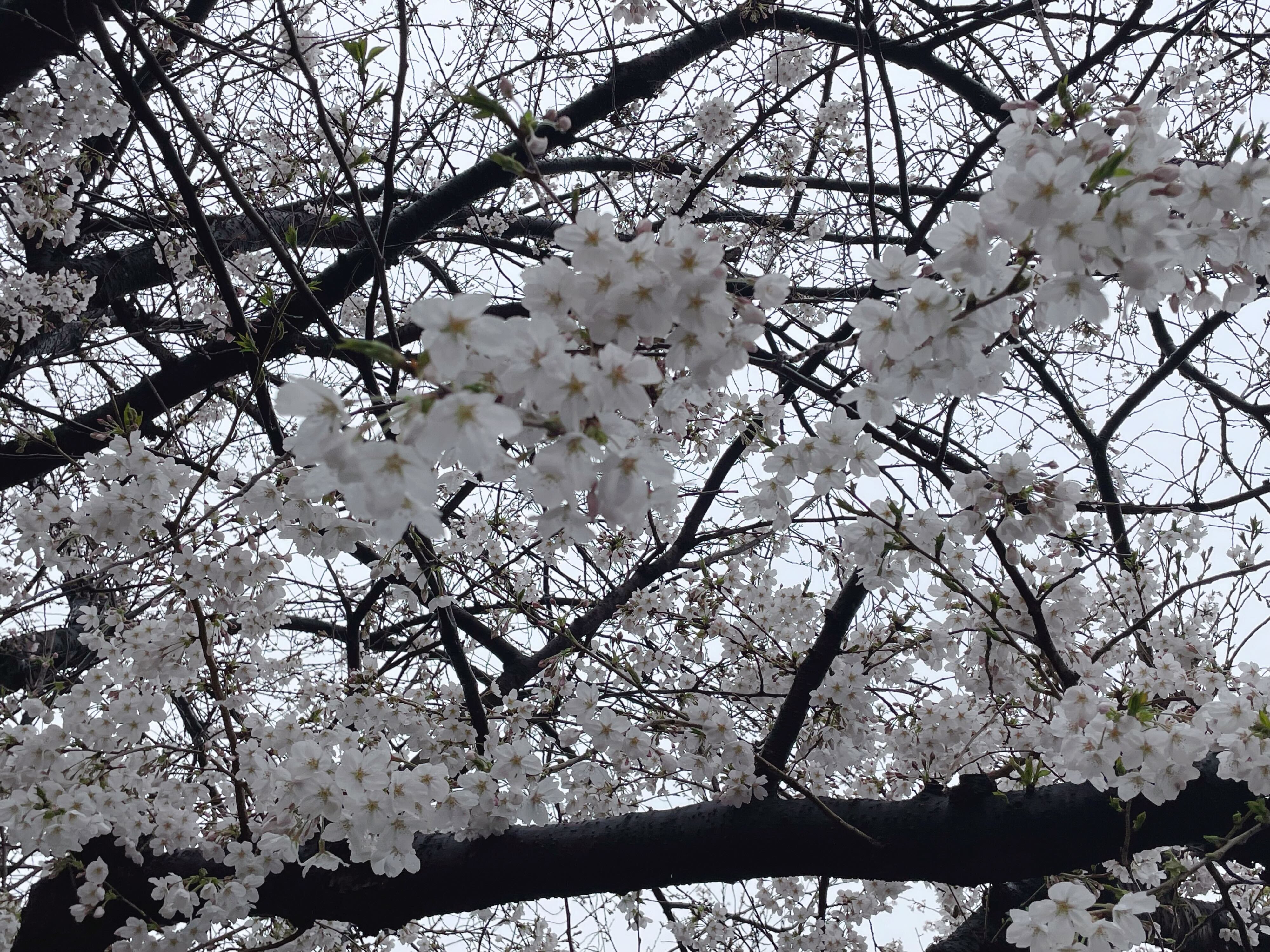 都内の桜はまだ8分咲き｜ママリ編集部