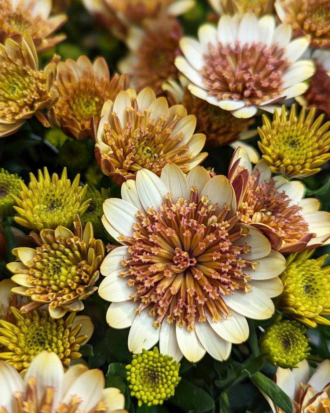 定番の冬ギフト 入荷情報（花苗・花鉢編）2024.3.29 ～｜グリーンセンター芳樹園 フラワー・ガーデニング
