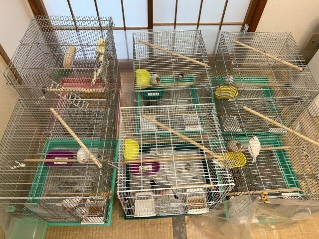 白文鳥の家族 白文鳥の家族