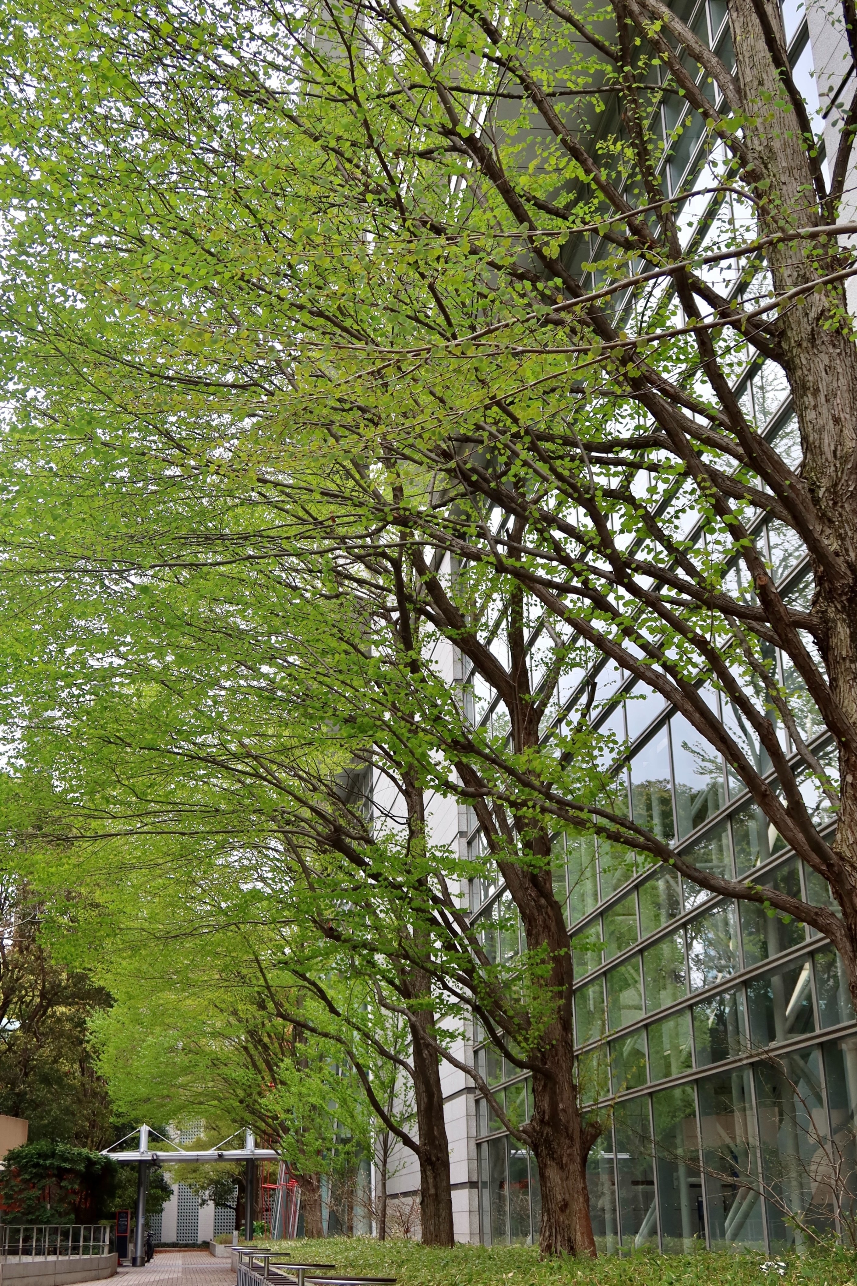 徒然雲 『漣』が観たくて・・・【福田平八郎】＠大阪中之島美術館