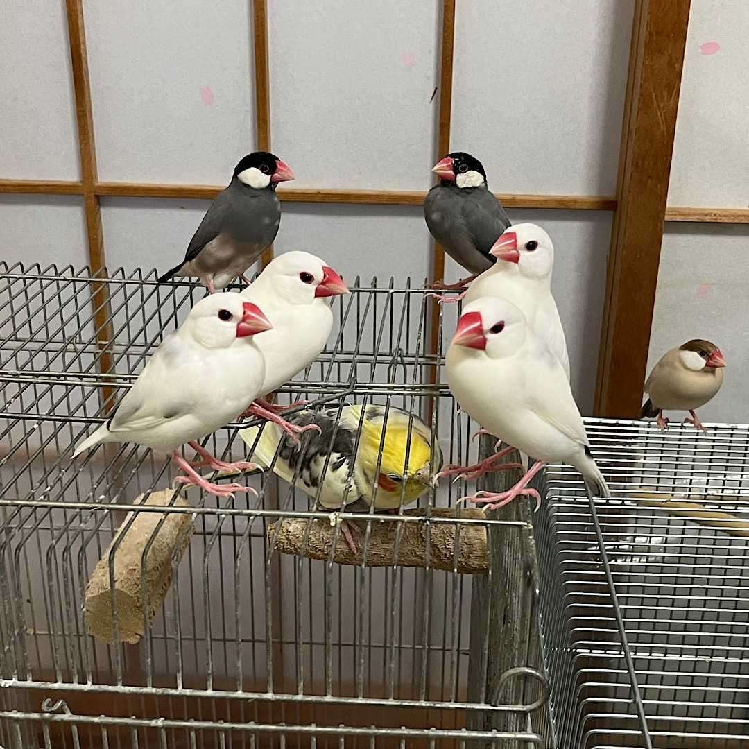 家族の紹介 - 文鳥様｜りょぶん