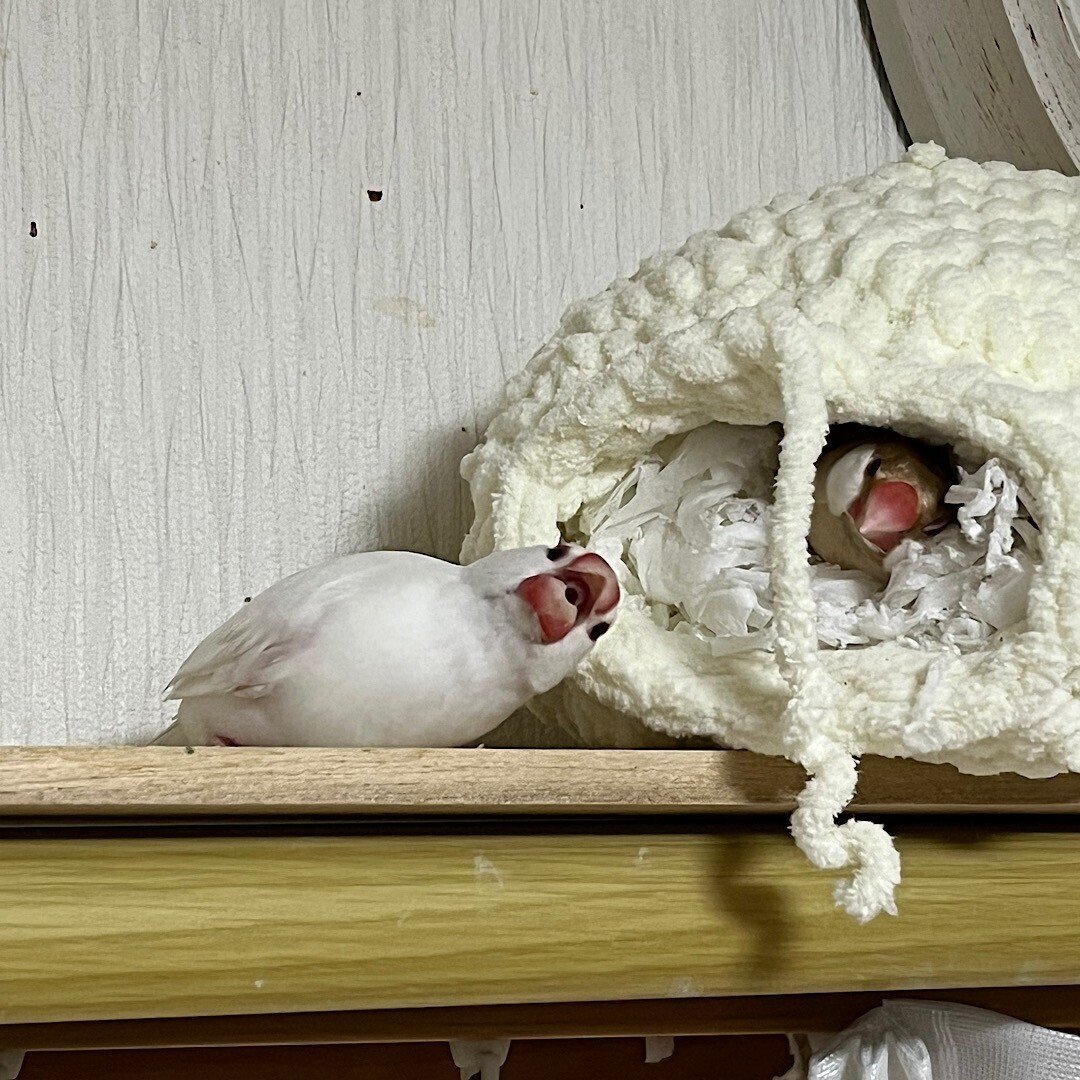 家族の紹介 - 文鳥様｜りょぶん