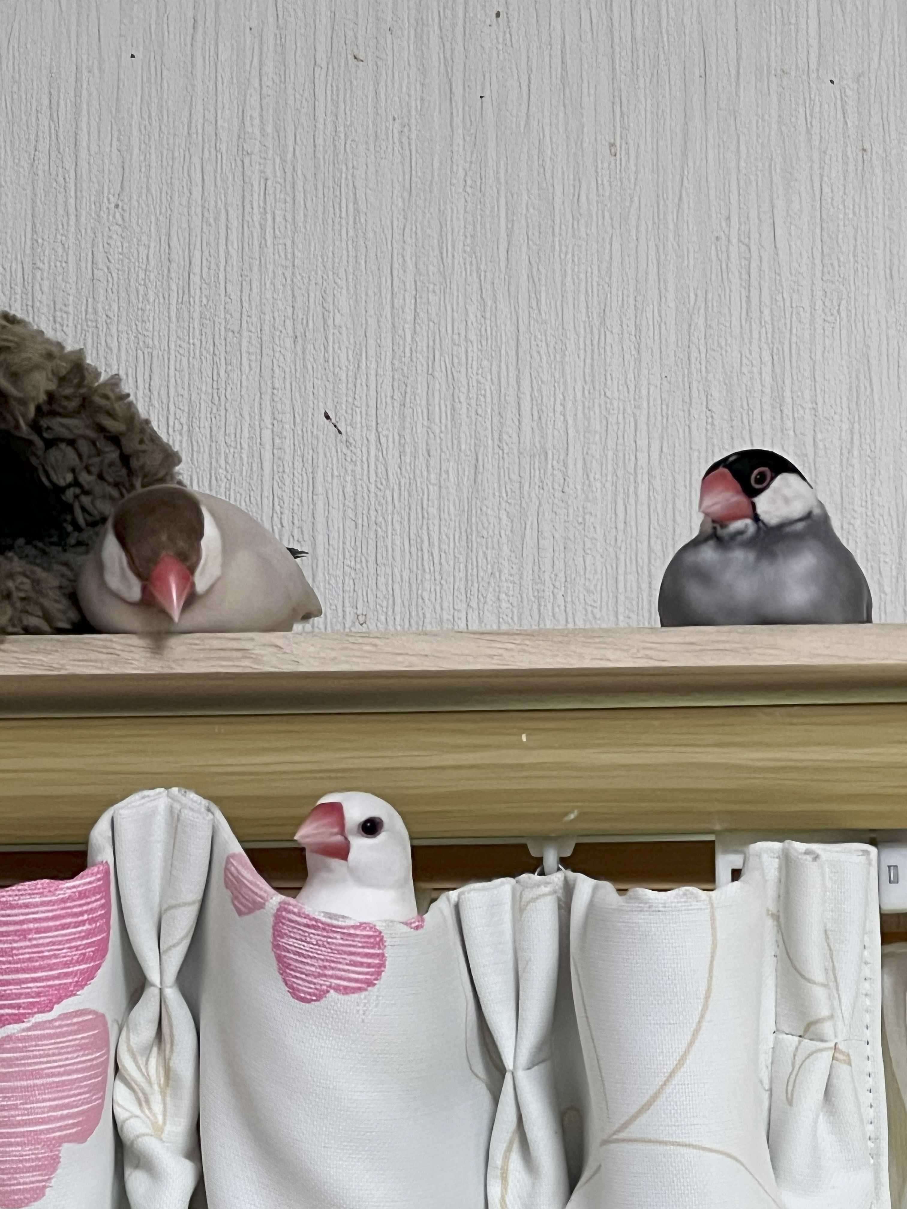白文鳥の家族 姉家族がお迎えした文鳥に1ヶ月ぶりに会ってきました - YouTube