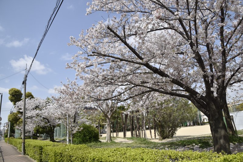 大曽公園の桜