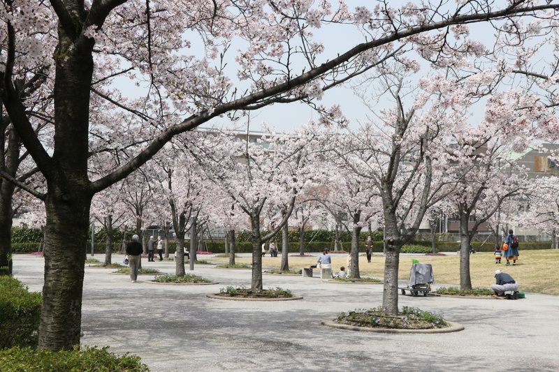 さくら広場の桜
