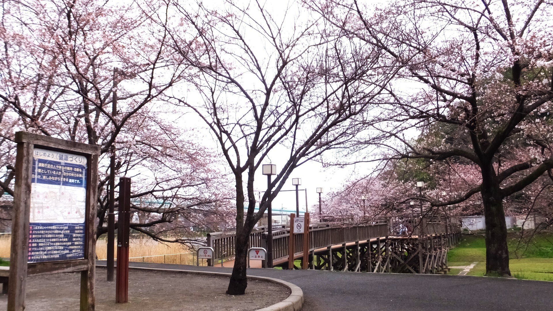 近くの公園の桜、6分咲きでした。（4月4日）｜akiyochan