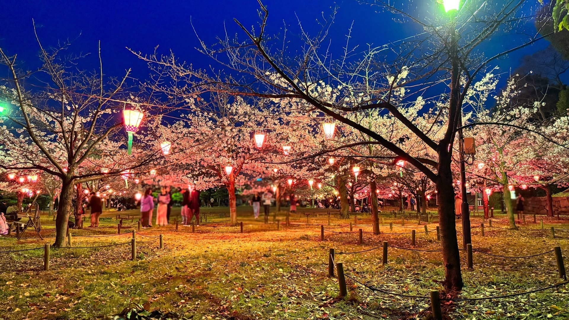 高松駅近くのお花見🌸】栗林公園と玉藻公園の桜ライトアップ｜Setouchi