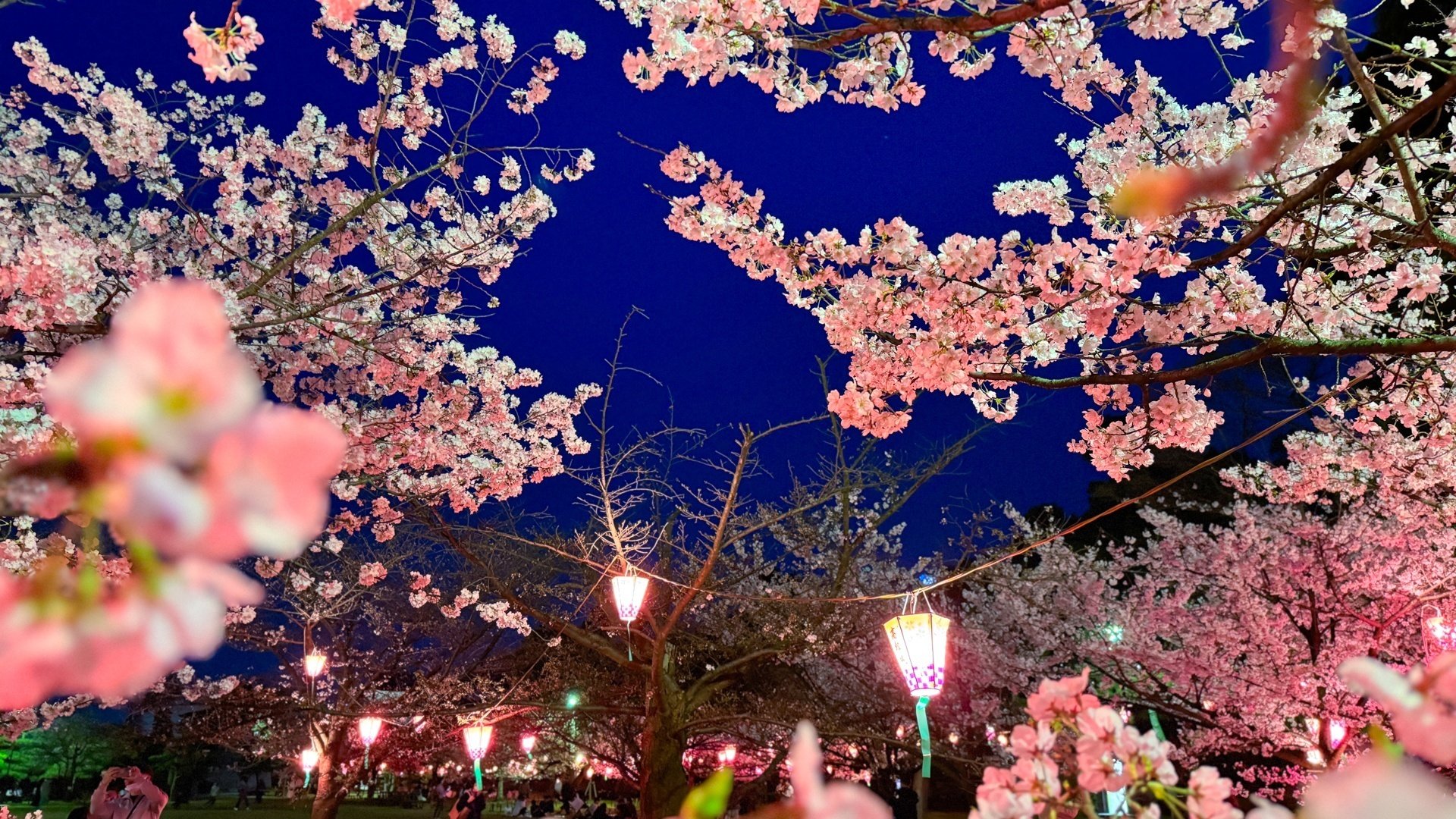 高松駅近くのお花見🌸】栗林公園と玉藻公園の桜ライトアップ｜Setouchi