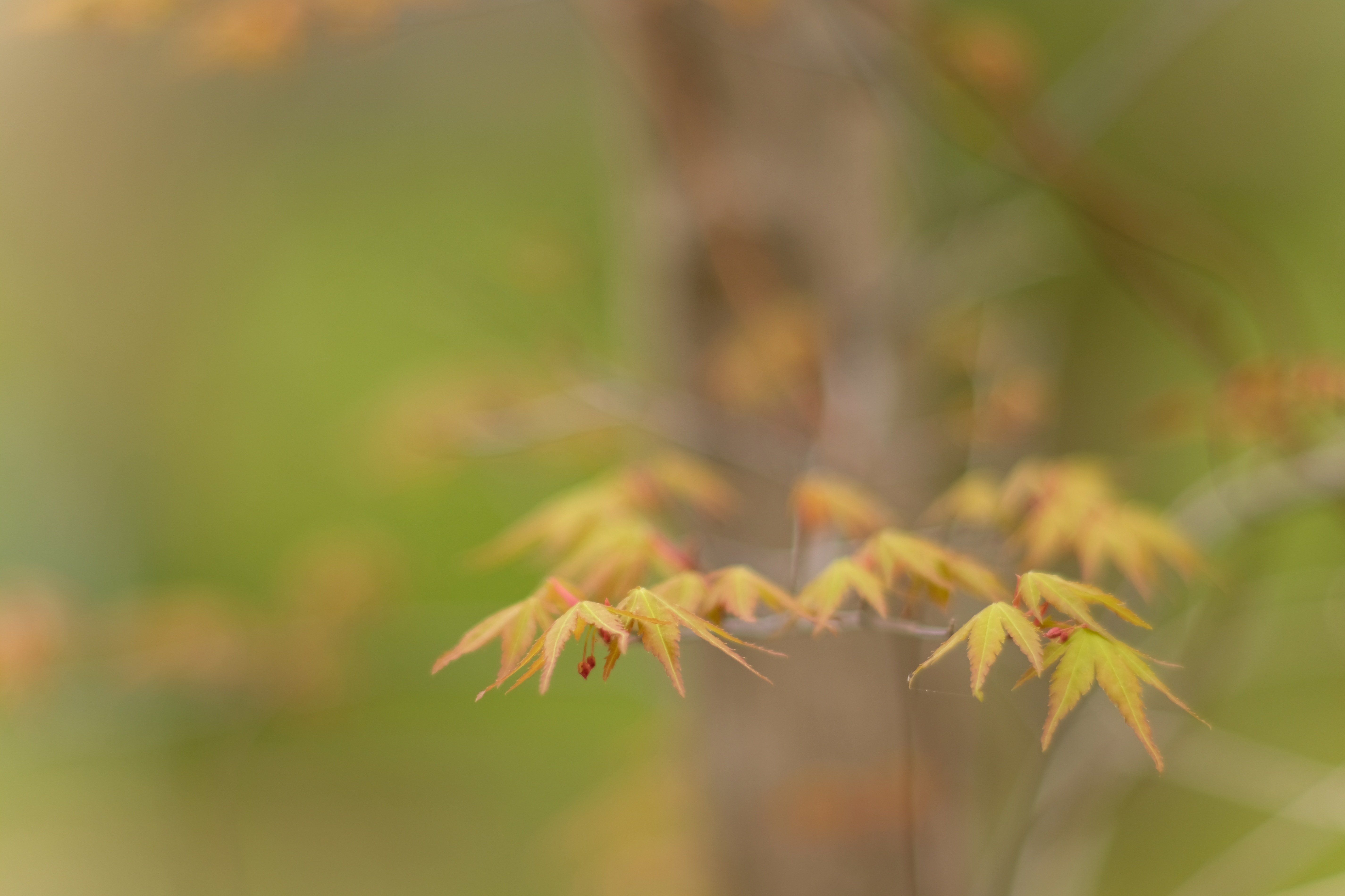 レンズ沼あれこれ:NIKKOR 105mm F1.8|ひっくすK レンズ沼あれこれ:NIKKOR 105mm F1.8|ひっくすK
