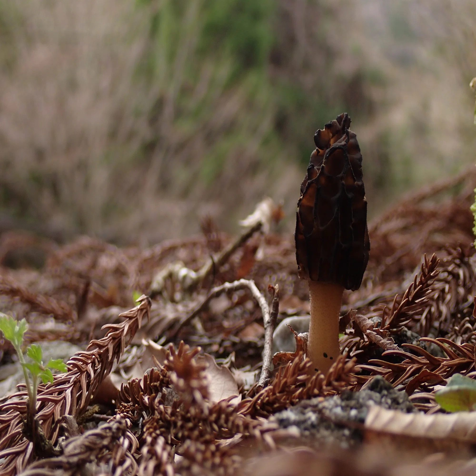 アミガサタケのなかまたち(網笠茸)Morchellaceae | きのこびと