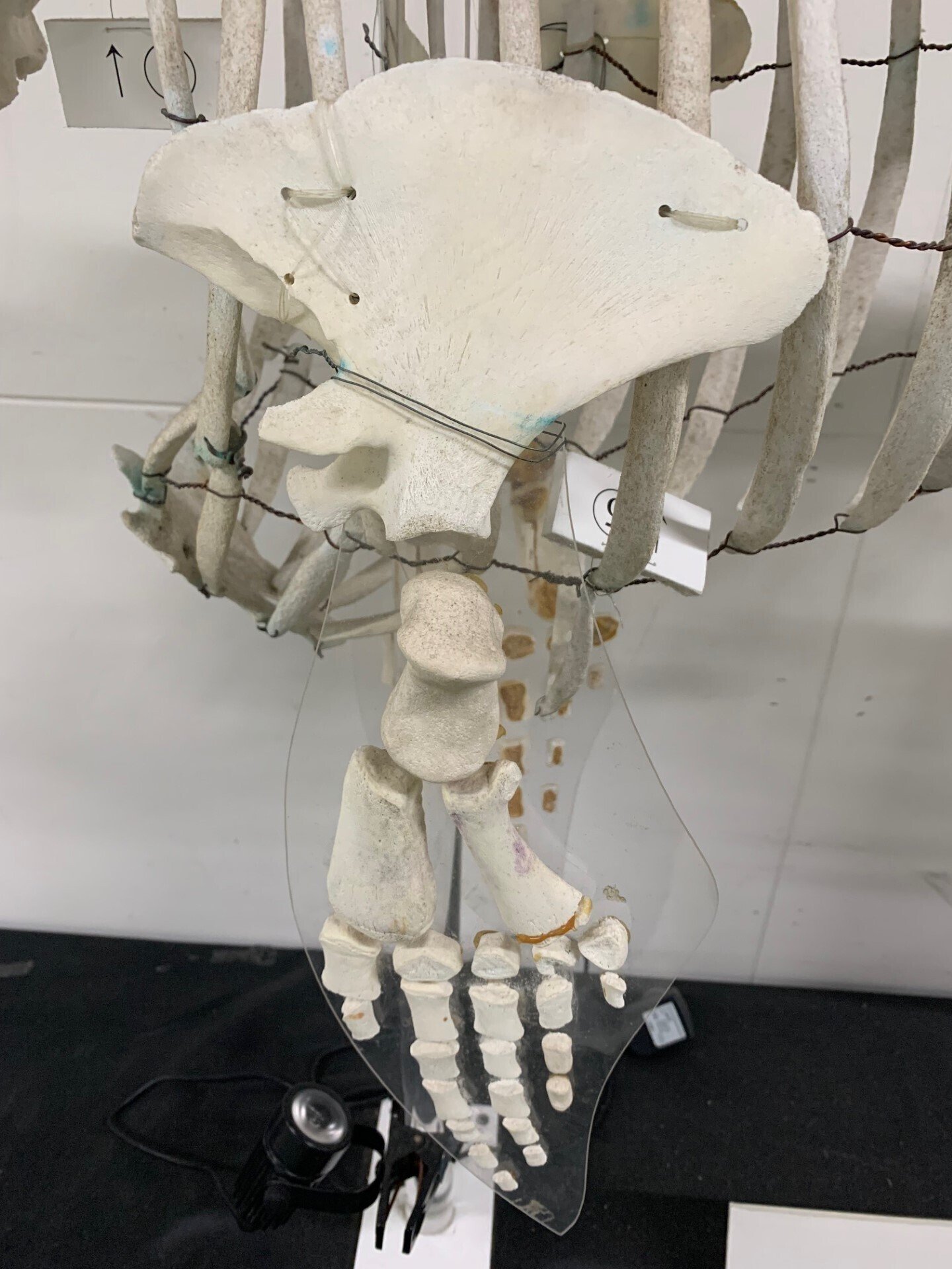 イルカのひれ｜仙台うみの杜水族館