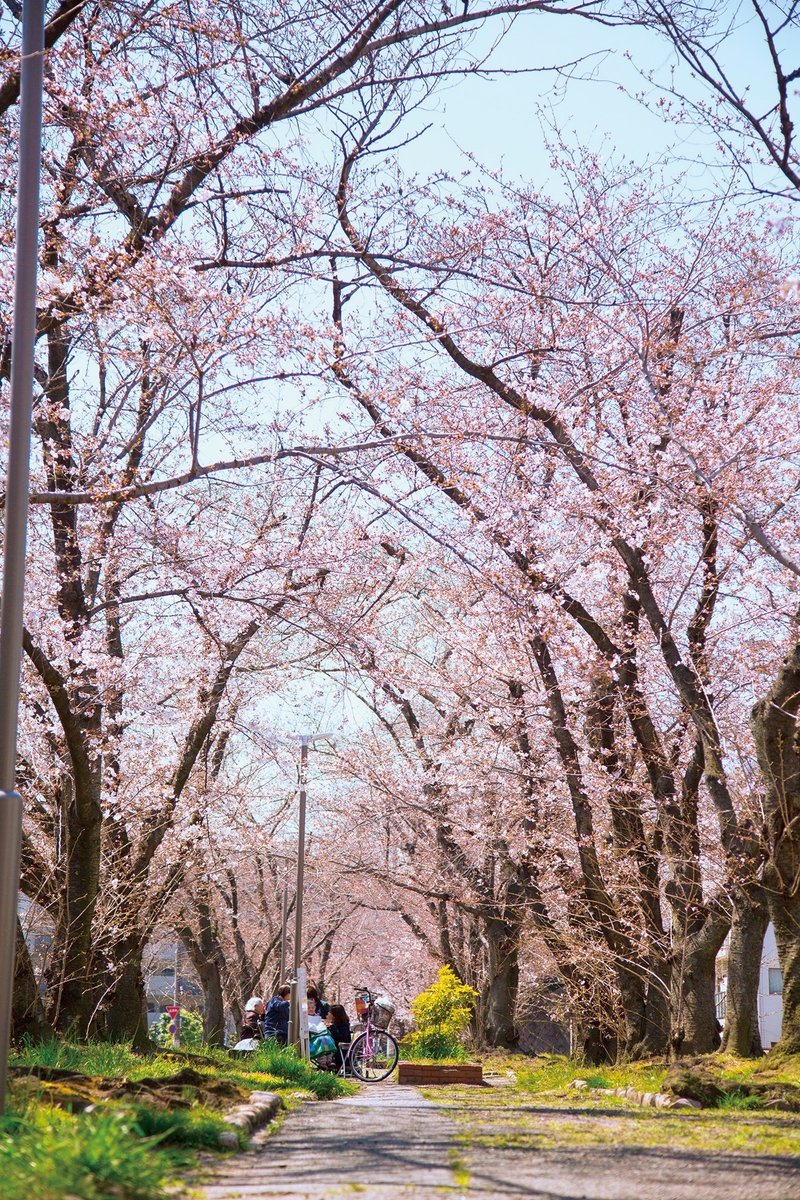 利倉西遊歩道の桜並木
