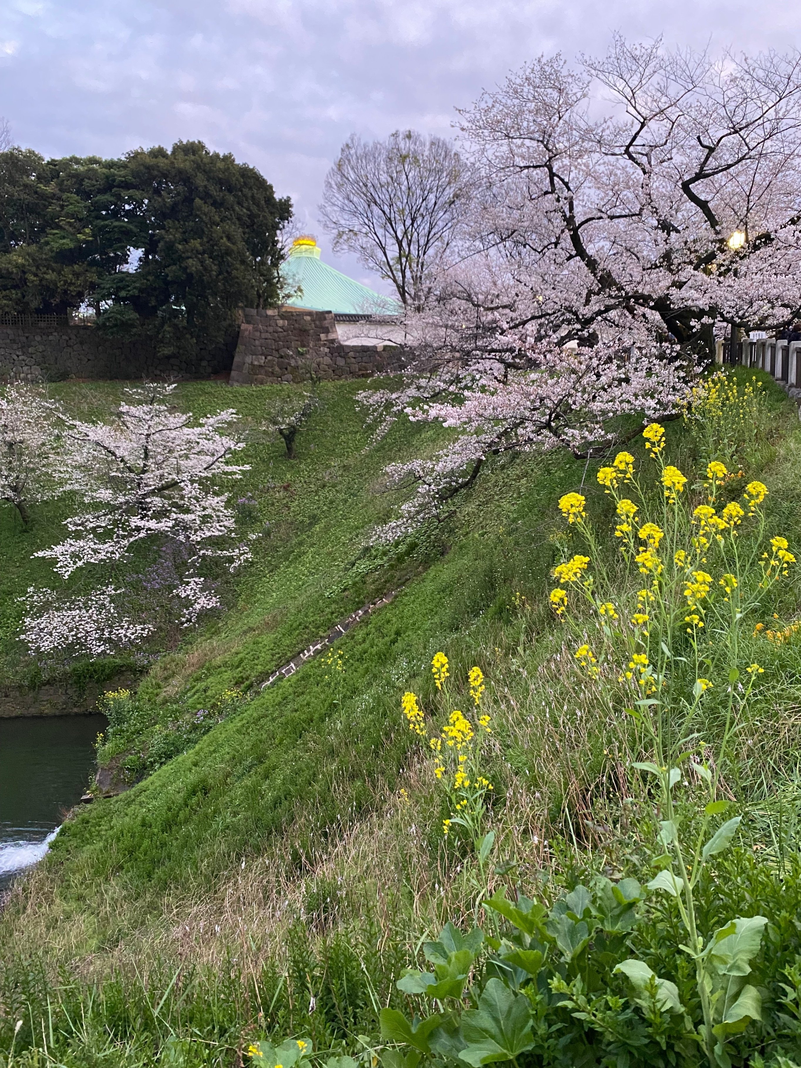 ꧁蝶よ花よ..恋桜.*ೄ ❀´-꧂✨ maxresdefault.jpg