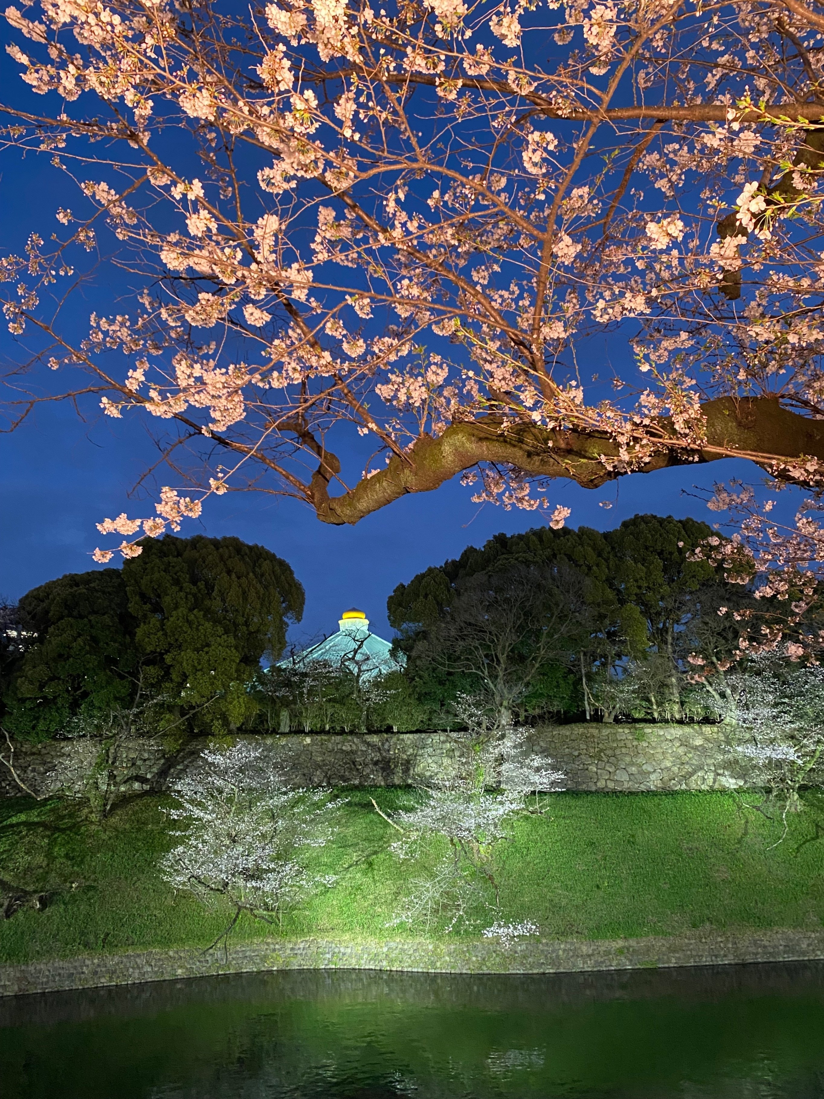 幻想的な千鳥ヶ淵の夜桜(東京都千代田区)|ほんのひととき 幻想的な千鳥ヶ淵の夜桜(東京都千代田区)|ほんのひととき