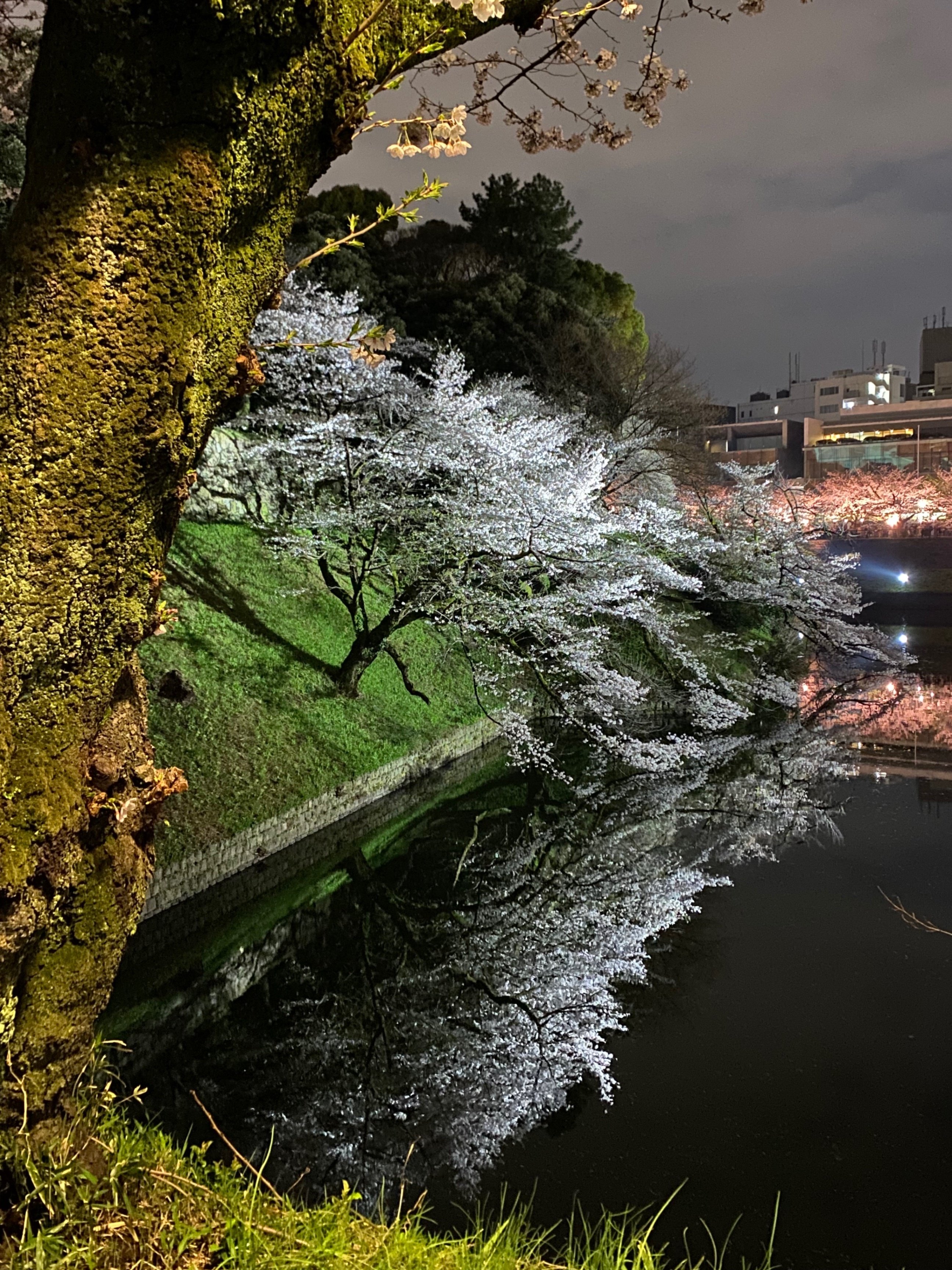 幻想的な千鳥ヶ淵の夜桜(東京都千代田区)|ほんのひととき 幻想的な千鳥ヶ淵の夜桜(東京都千代田区)|ほんのひととき