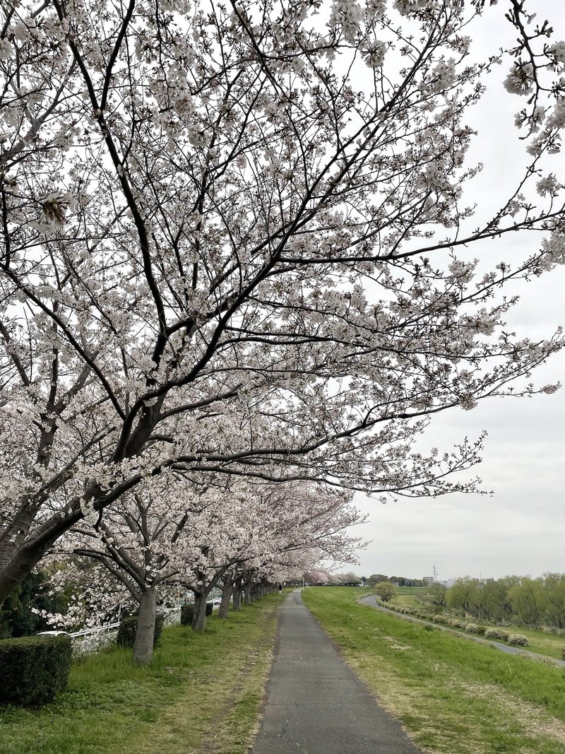 河津桜から1カ月ちょっと遅れて。ようやく満開になりましたね。金曜の夕方、仕事をいったん切り上げて。多摩川の土手に沿って続く桜並木。ランニング途中の一葉。