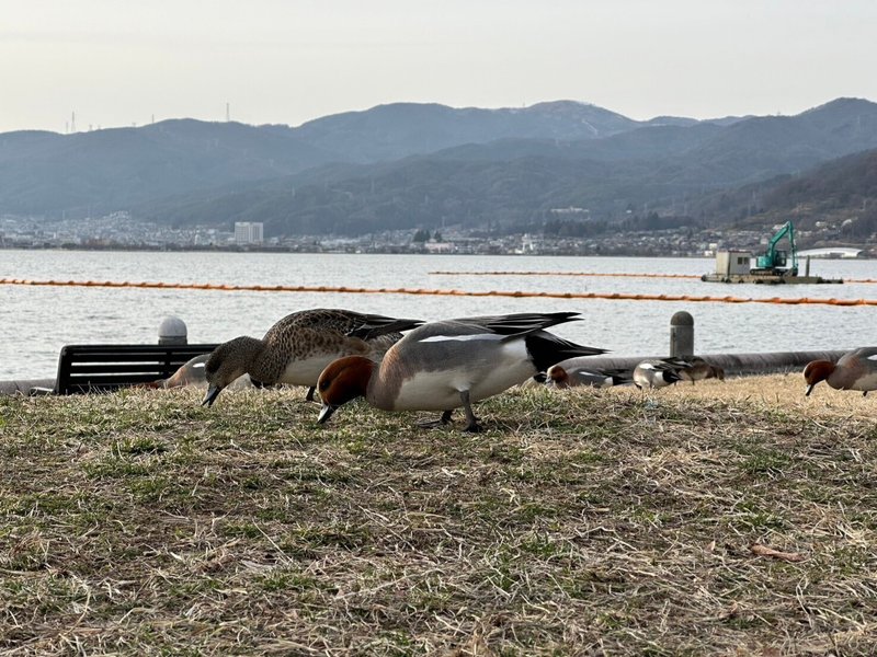 草をはむカモ