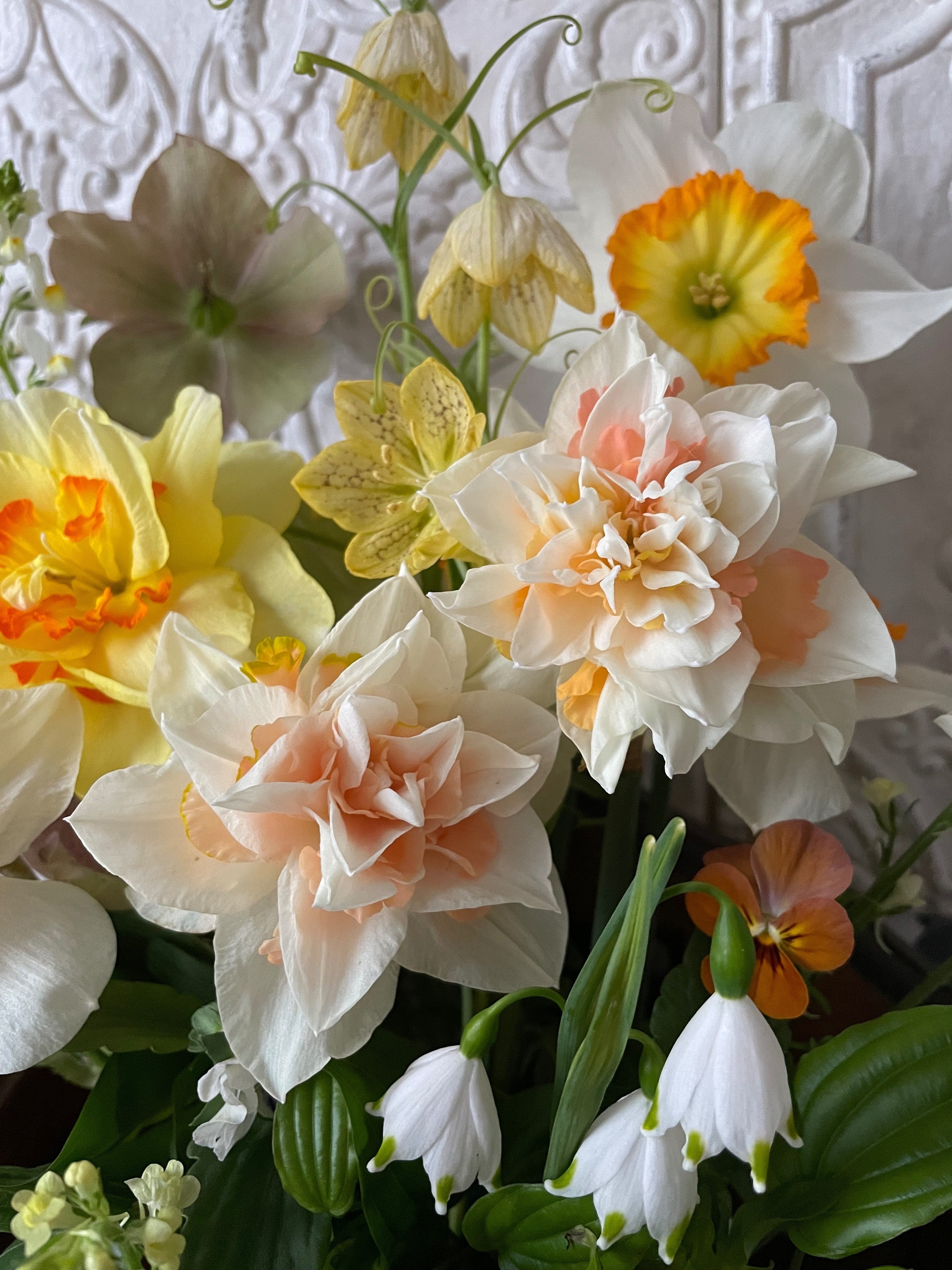クリスマスローズの花…全部切ったんだよ!|暮らしの花研究家 クリスマスローズの花…全部切ったんだよ!|暮らしの花研究家