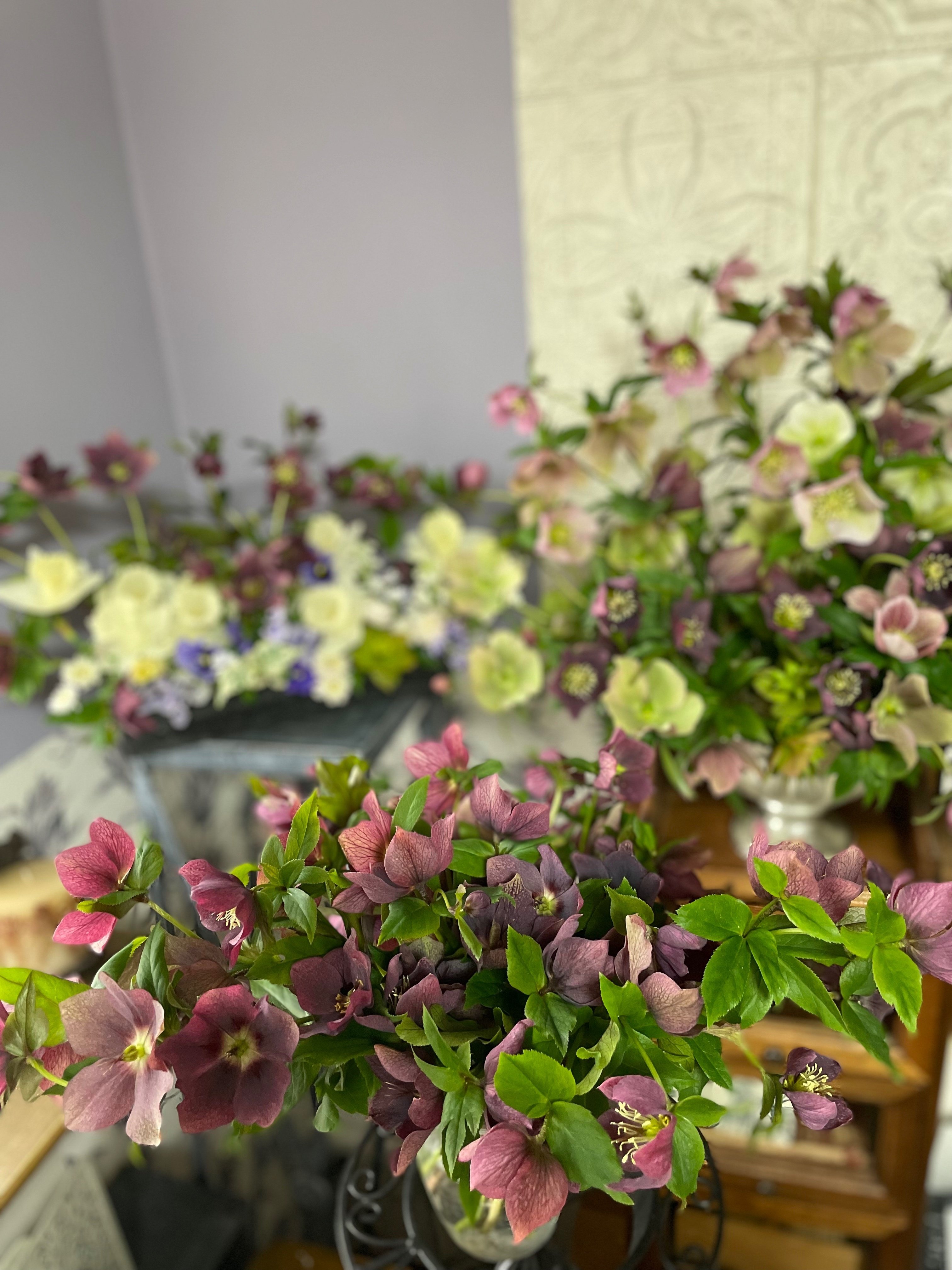 クリスマスローズの花…全部切ったんだよ！｜暮らしの花研究家