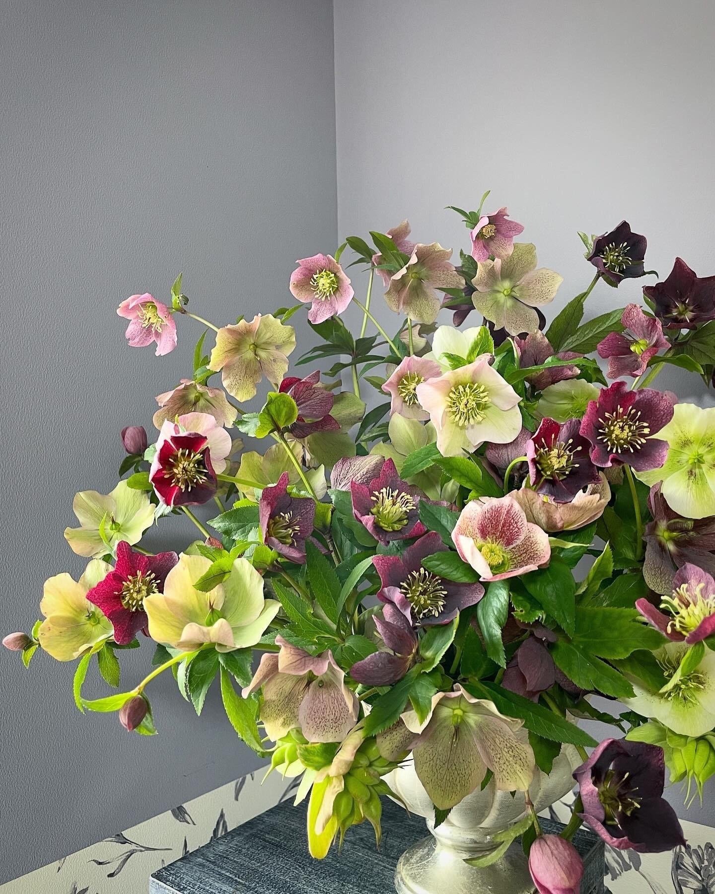 クリスマスローズの花…全部切ったんだよ!|暮らしの花研究家 クリスマスローズの花…全部切ったんだよ!|暮らしの花研究家