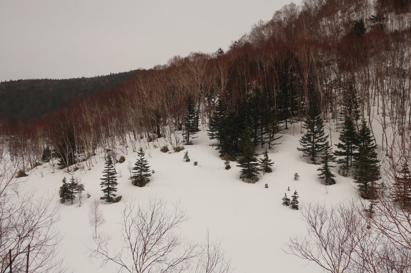 木が雪に埋まった森