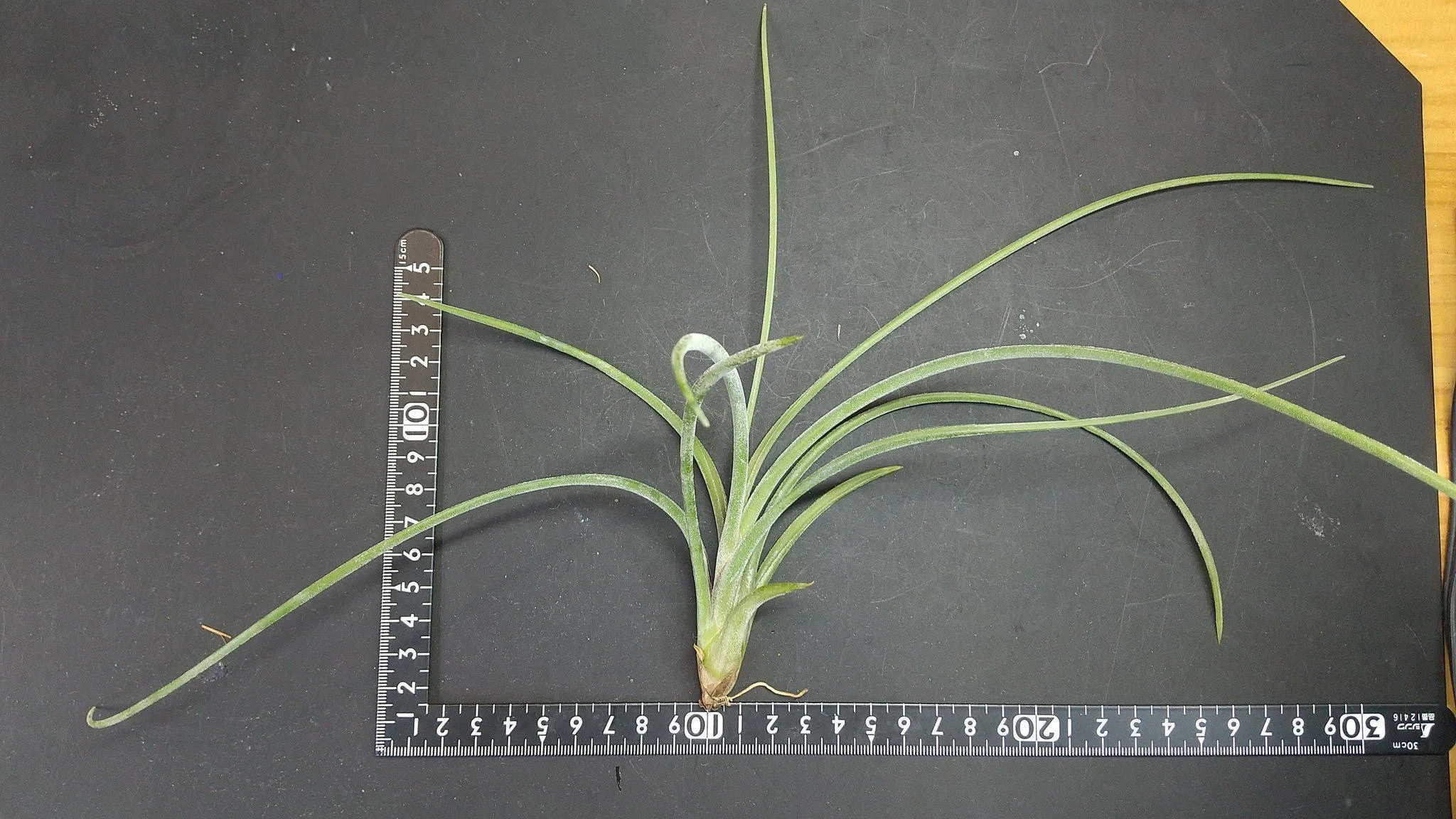 チランジア入荷リスト4/2｜NatureGarden🌿神田