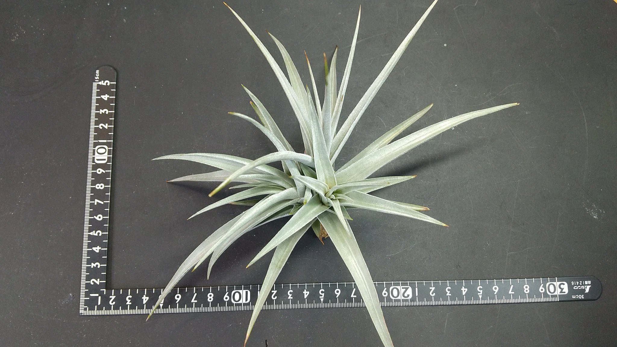 チランジア入荷リスト4/2｜NatureGarden🌿神田