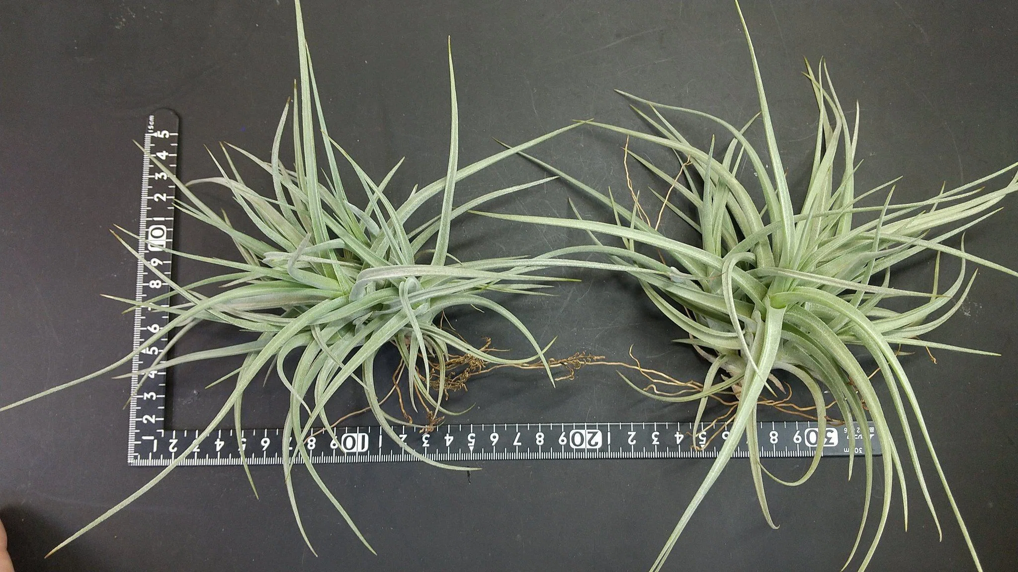 チランジア入荷リスト4/2｜NatureGarden🌿神田