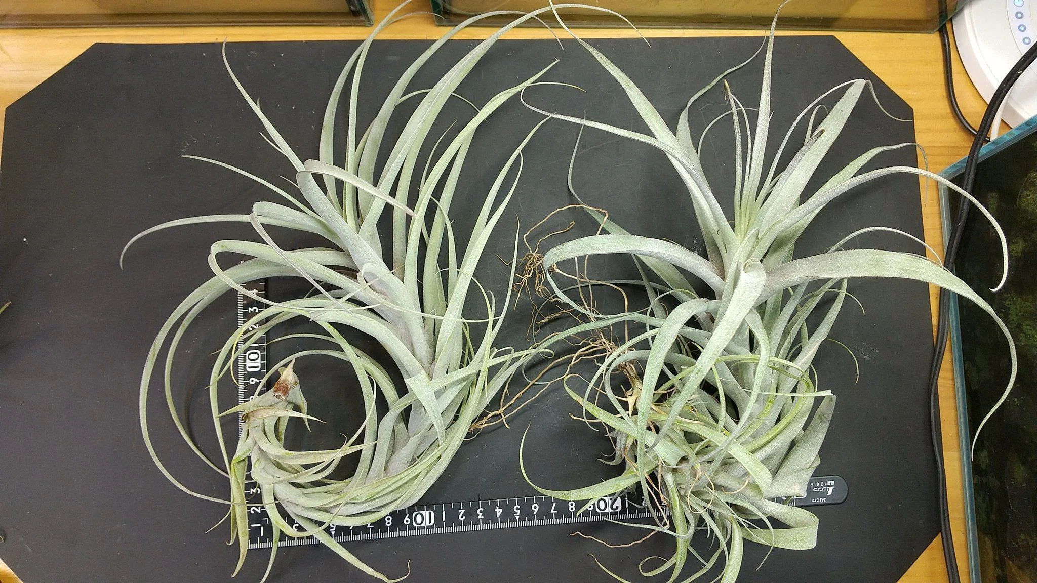 チランジア入荷リスト4/2｜NatureGarden🌿神田