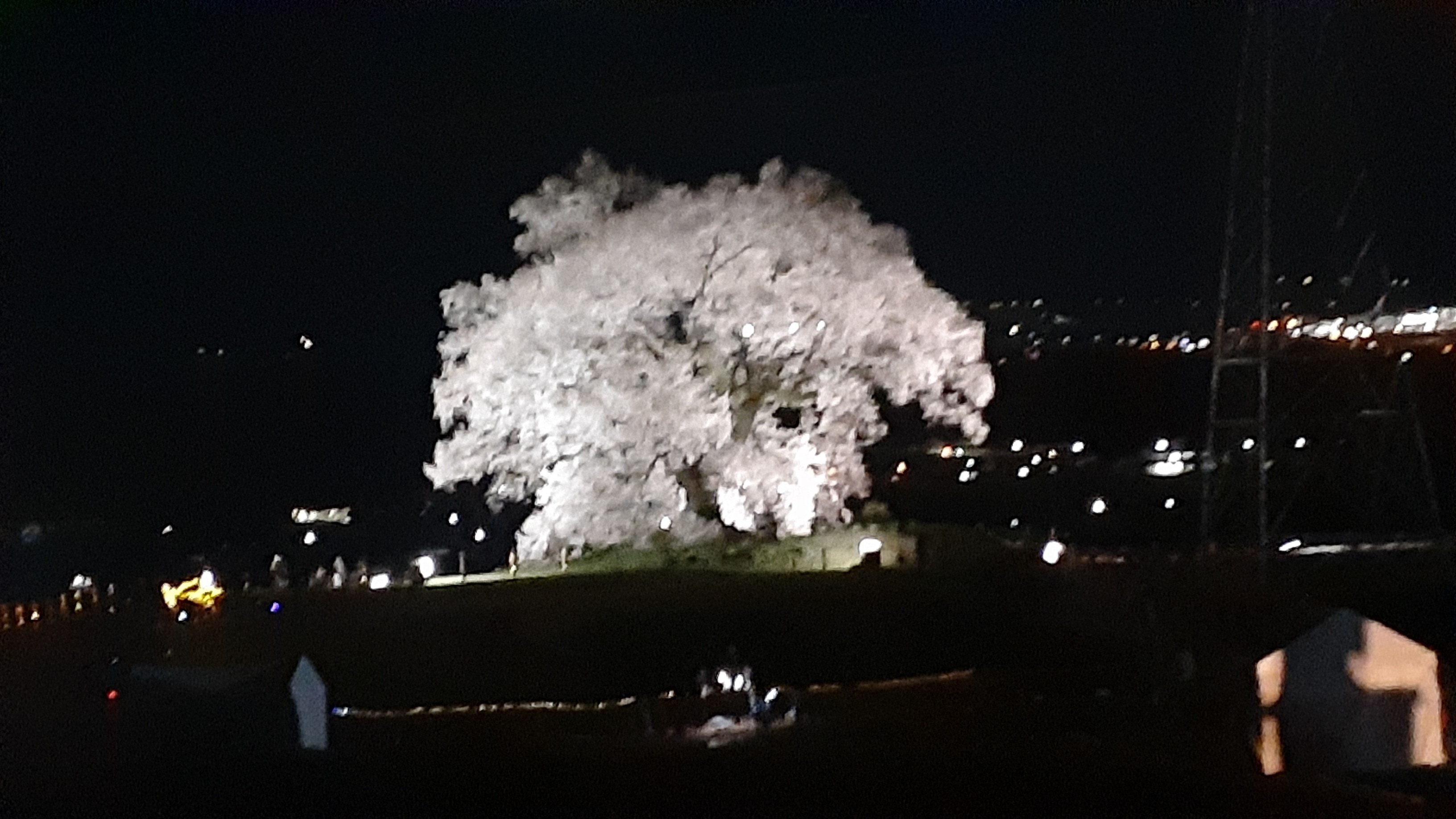 立体絵画の「富士とわに塚桜のライトアップ」 現代アート「富士とわに塚桜のライトアップ」（3D painting