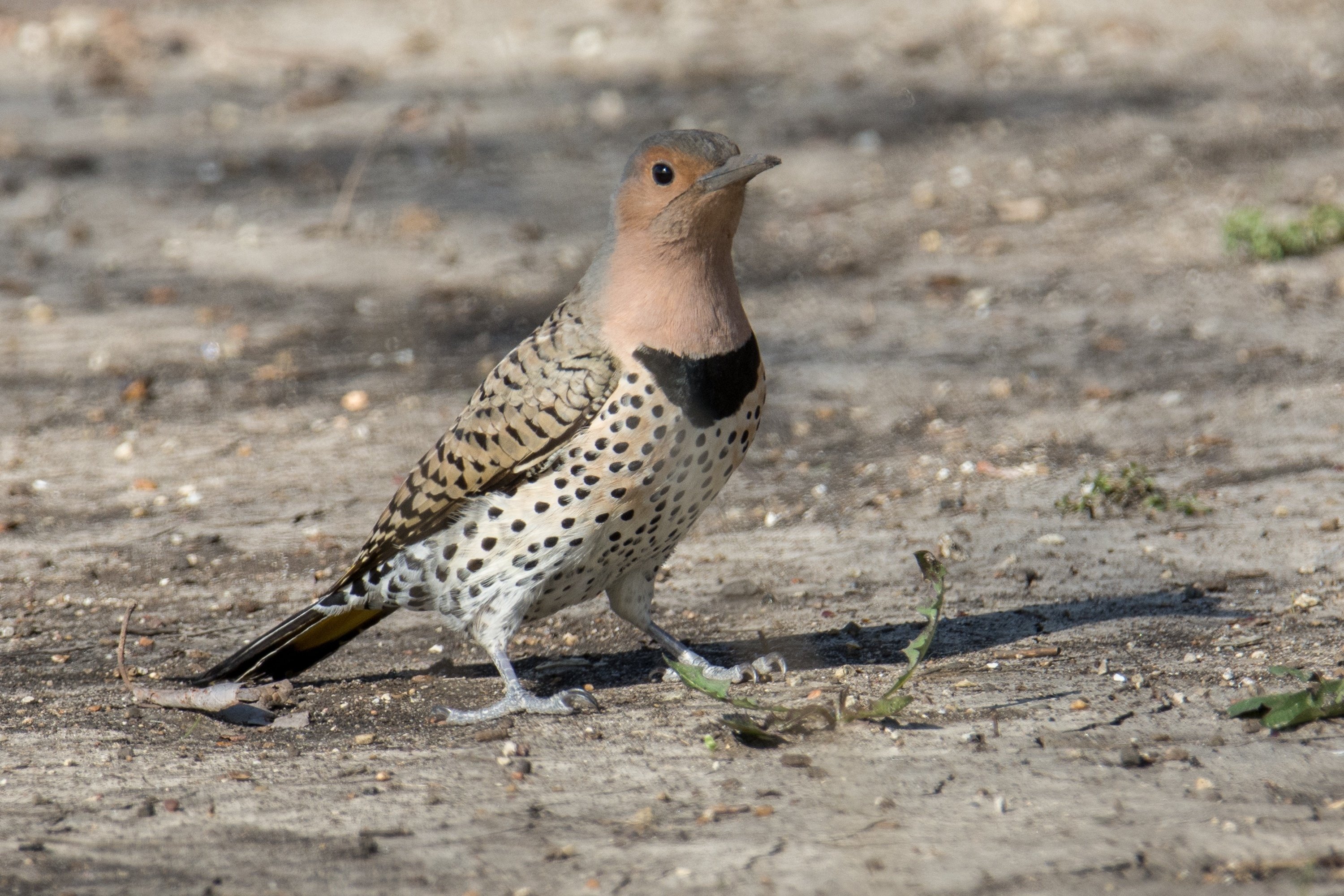 シカゴでバードウォッチング！】 Northern Flicker ハシボソ