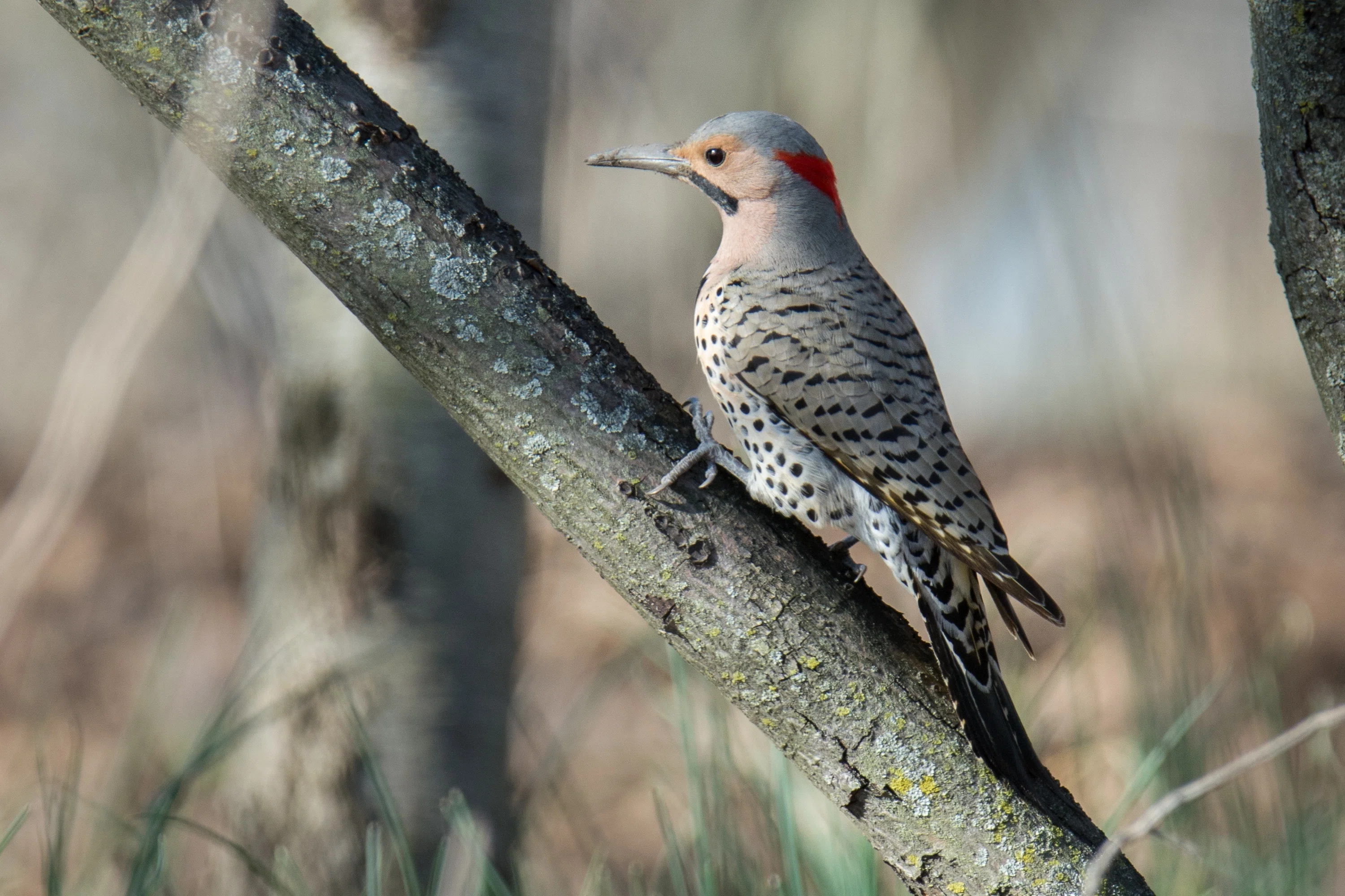 シカゴでバードウォッチング！】 Northern Flicker ハシボソキツツキ